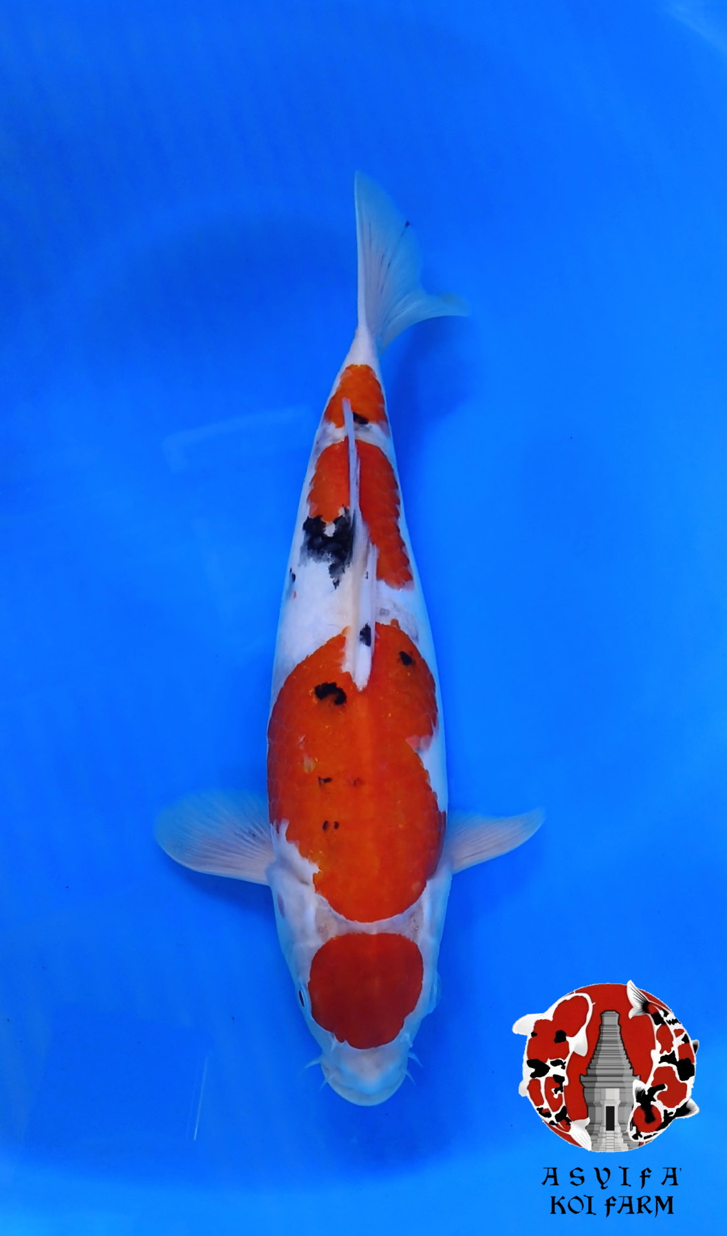 SANKE FEMALE 36cm