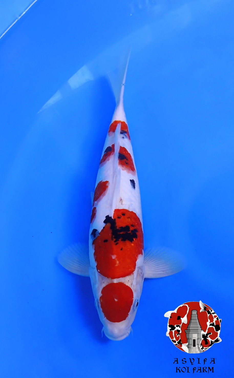 SANKE MALE 35cm