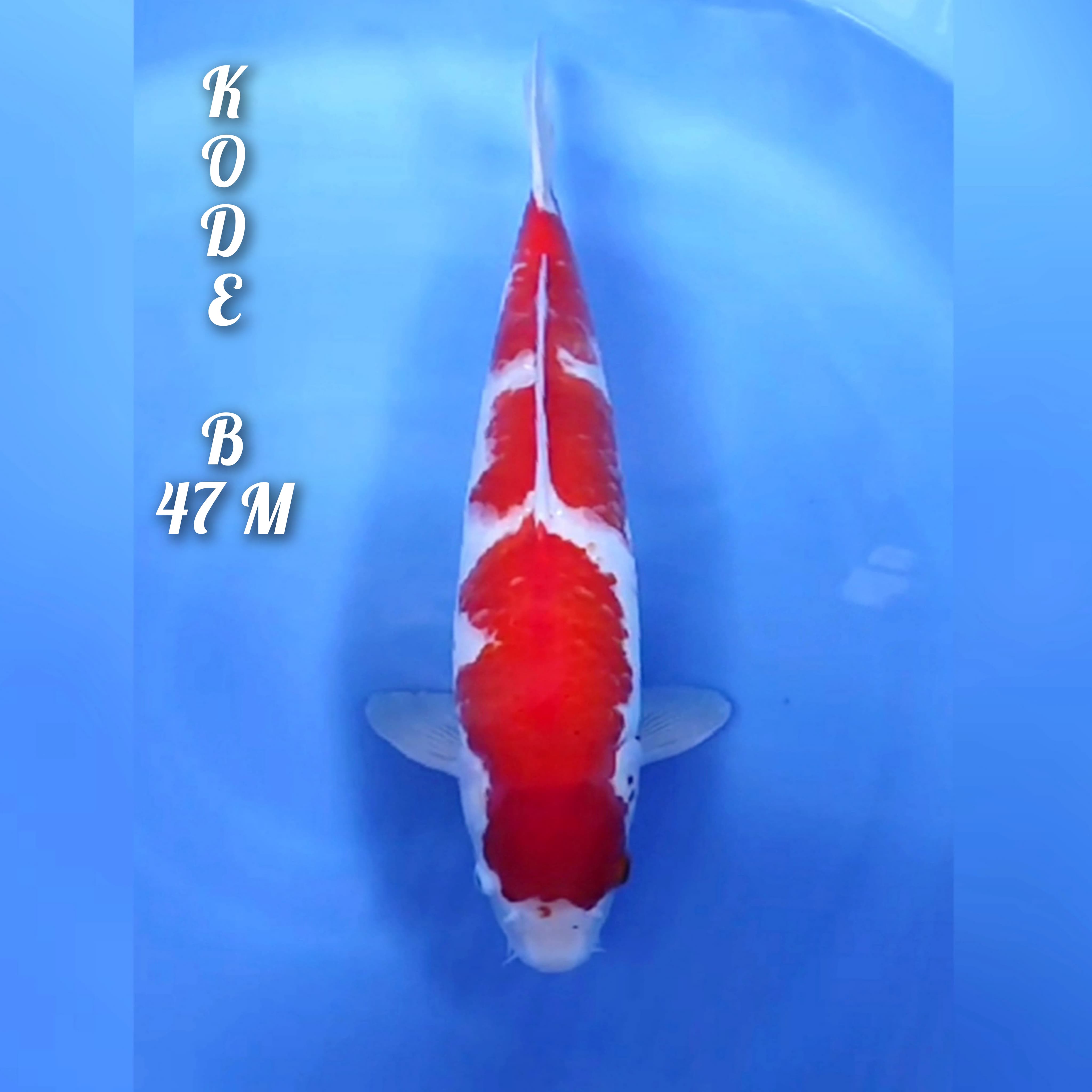 SANDAN KOHAKU RED STRONG TULANG EKOR BESAR MANTAB 47cm