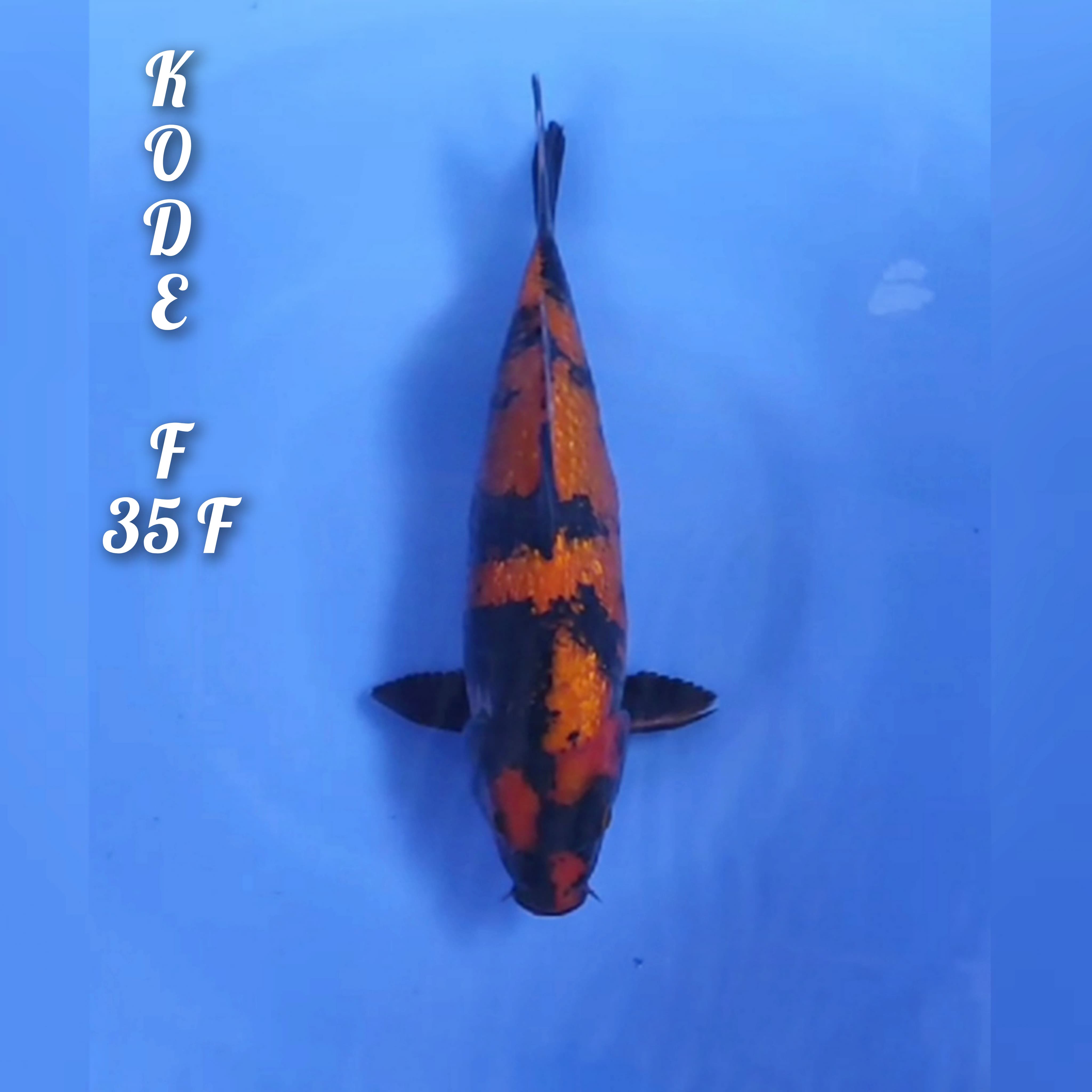 UTSHURI GINRIN STRONG 35cm