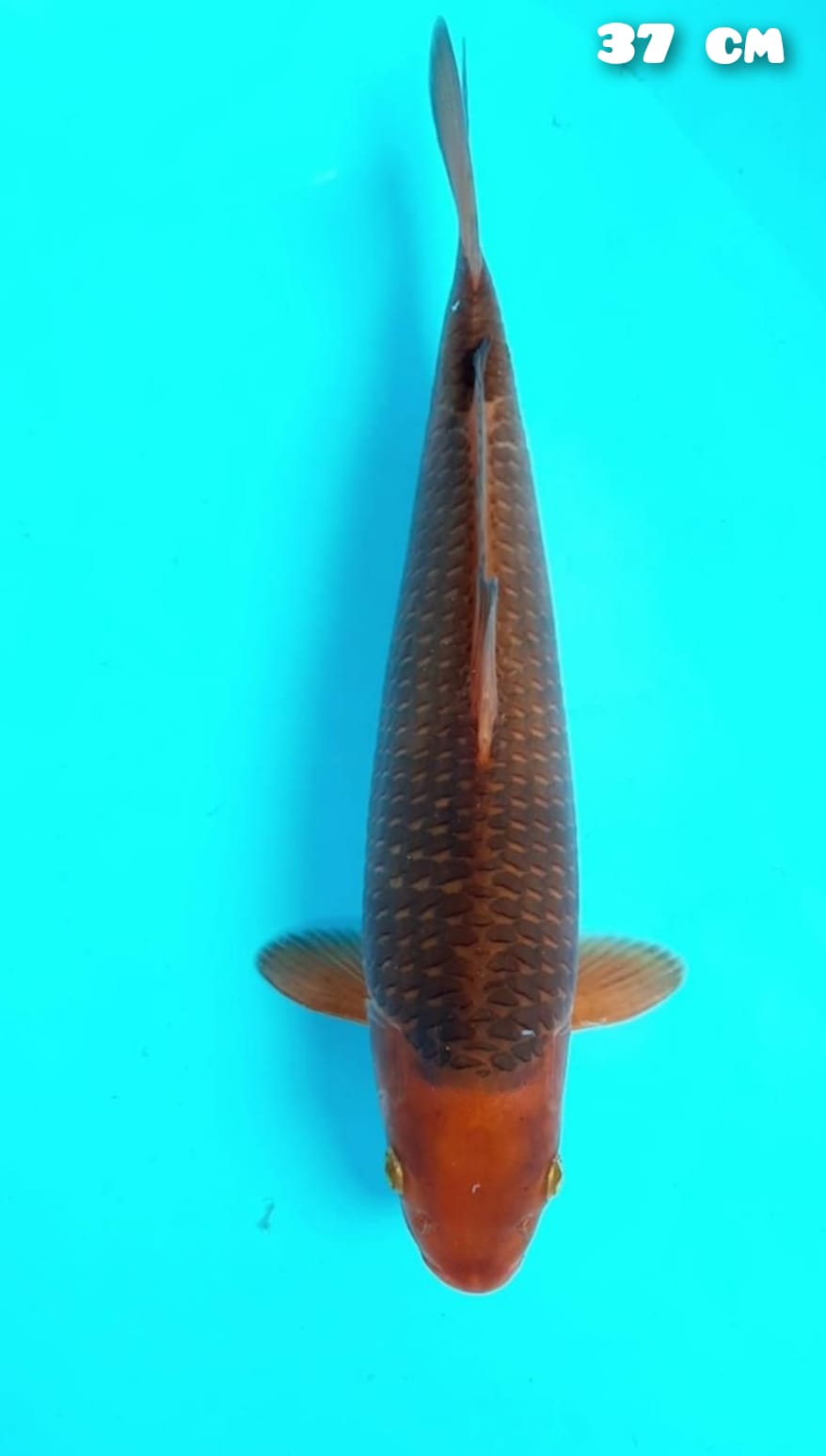 KARAMEL SALAK 37cm