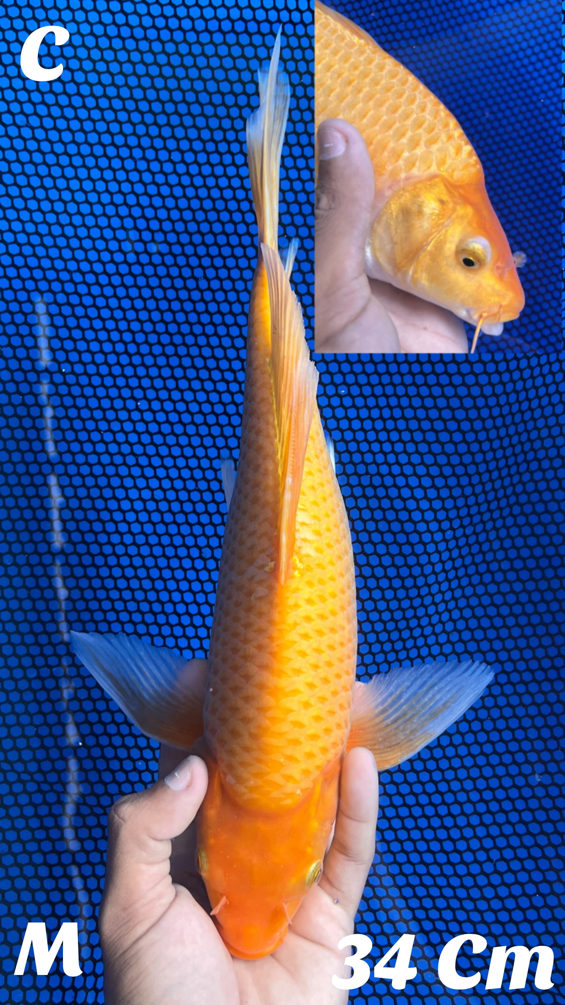 KUMPAY RED KARASI SUPER GONDRONG BERPUNUKBULKY MALE 34cm