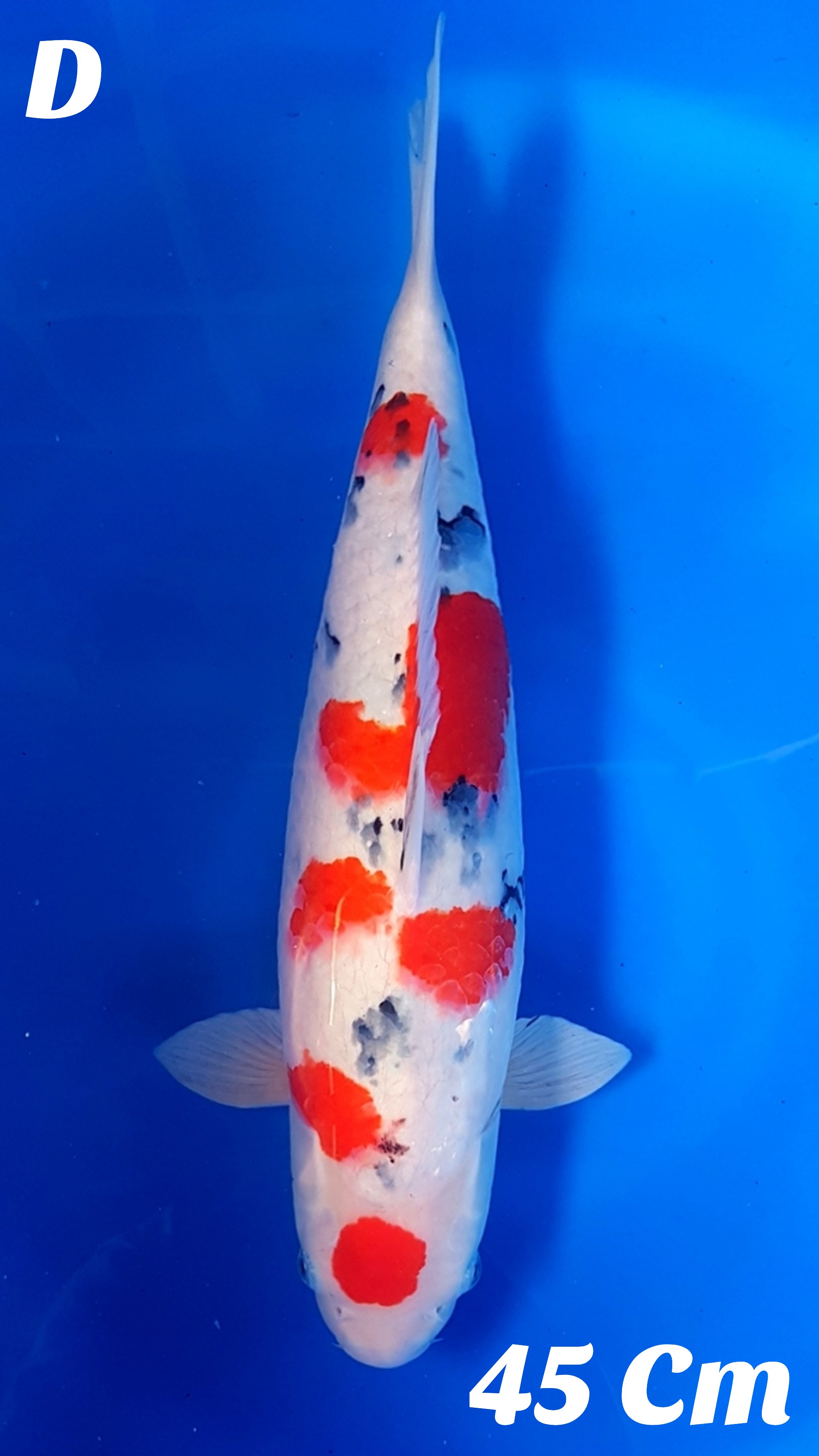 MARUTEN SANKE TSUBOSUMI POLA CAKEP MERAH STRONG CALON INDUKAN BAGUS BABYFACE SUPERBULKY 45cm