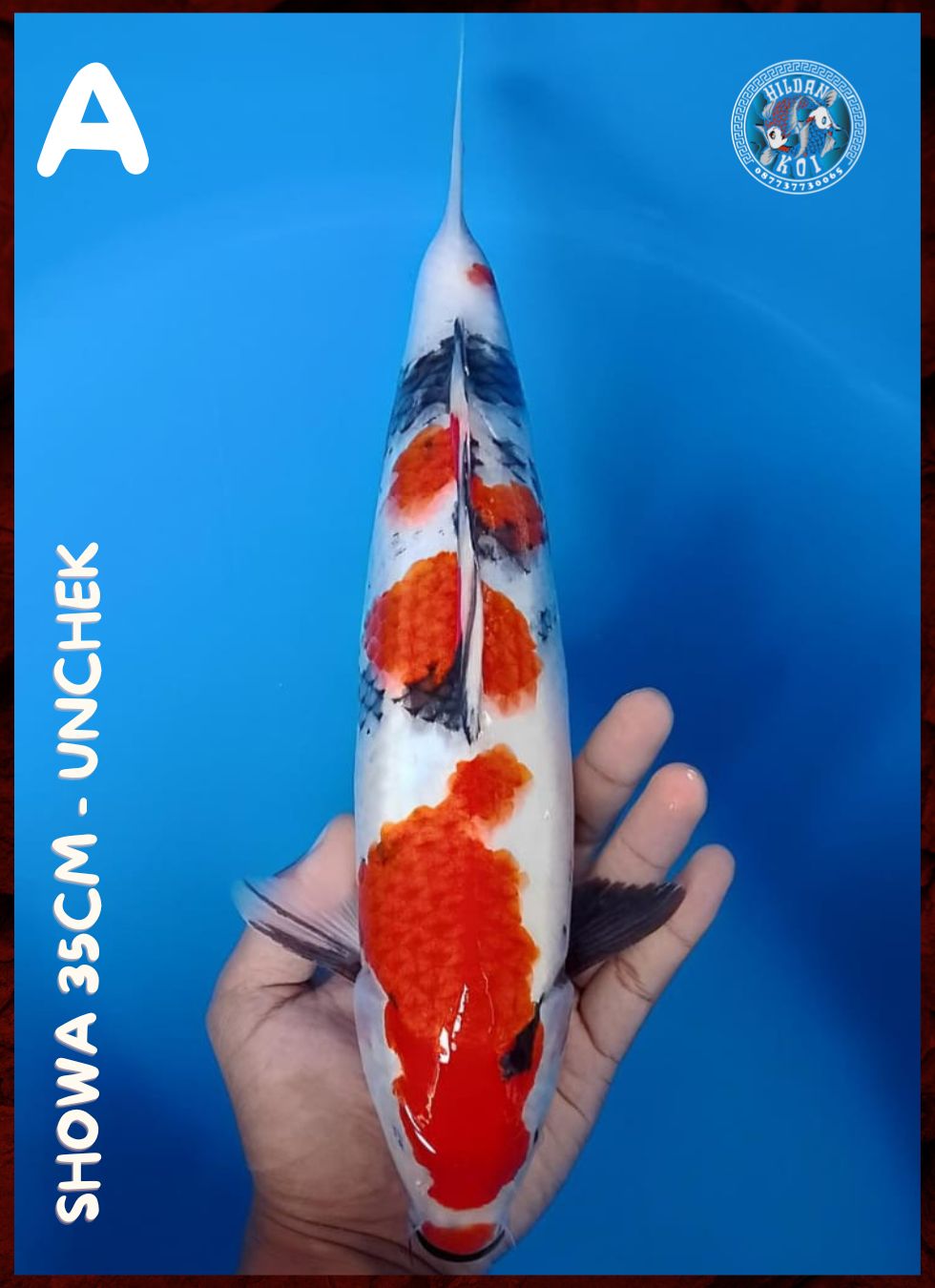 SHOWA 35cm
