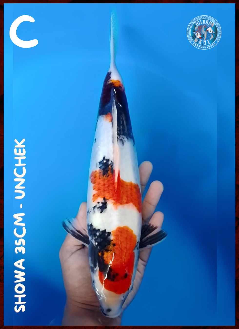 SHOWA 35cm