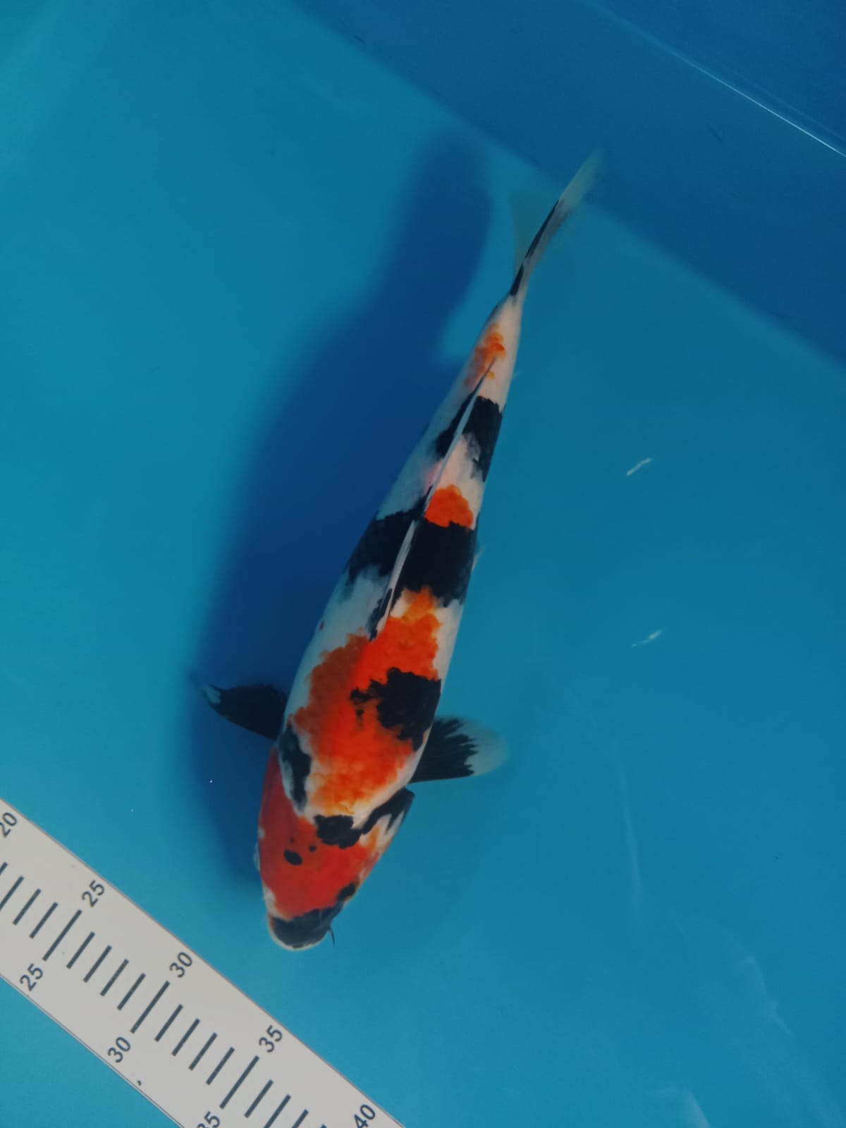 SOWA SANSOKU 34cm