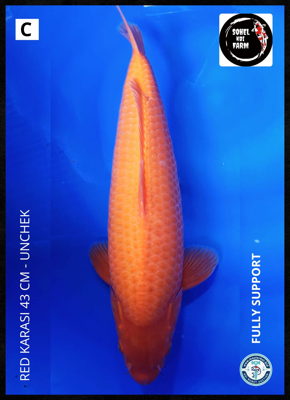 RED KARASI 43cm