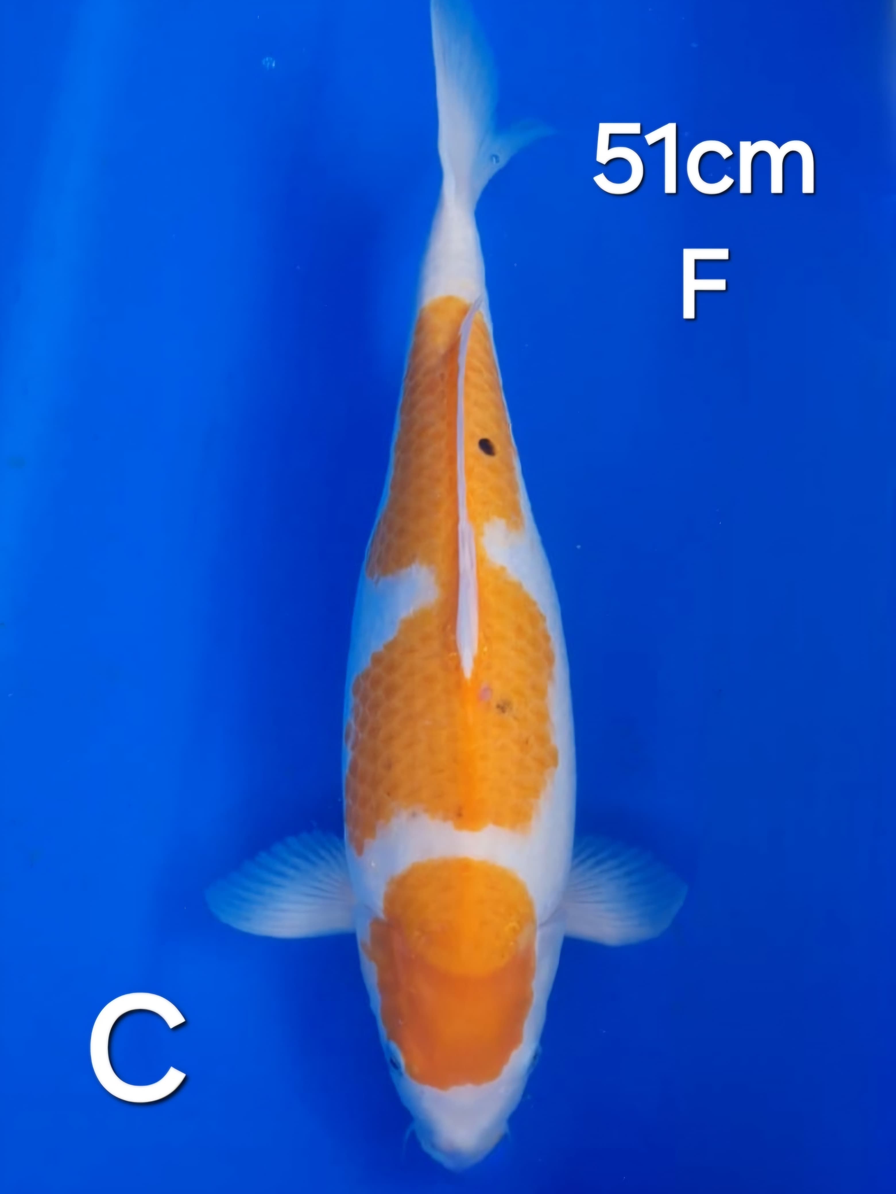 SANKE 51cm
