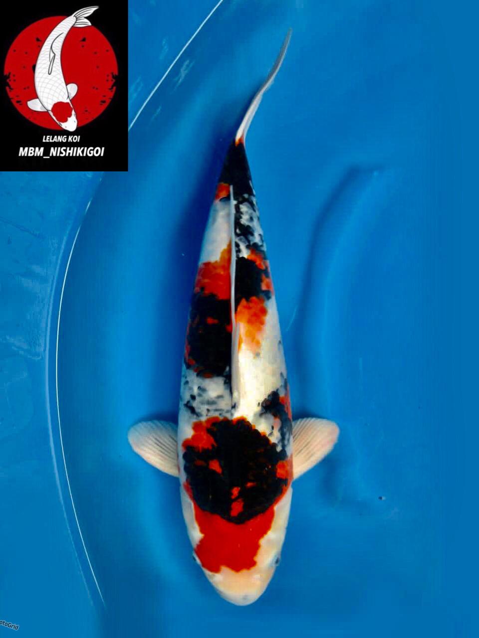 SUPER SHOWA ORIGINAL F1 SAKAI MALE 53cm