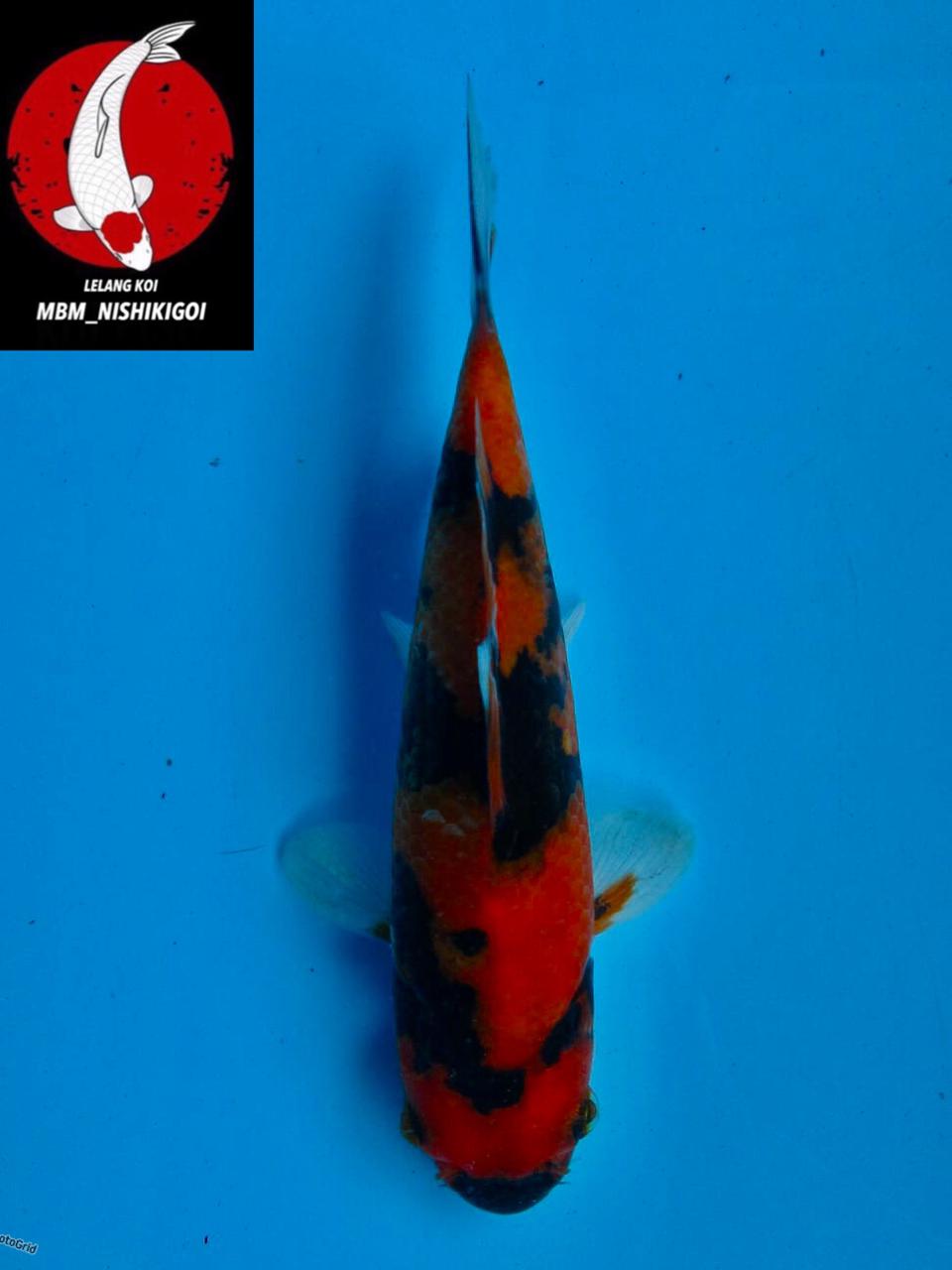HI SHOWA MALE 17cm