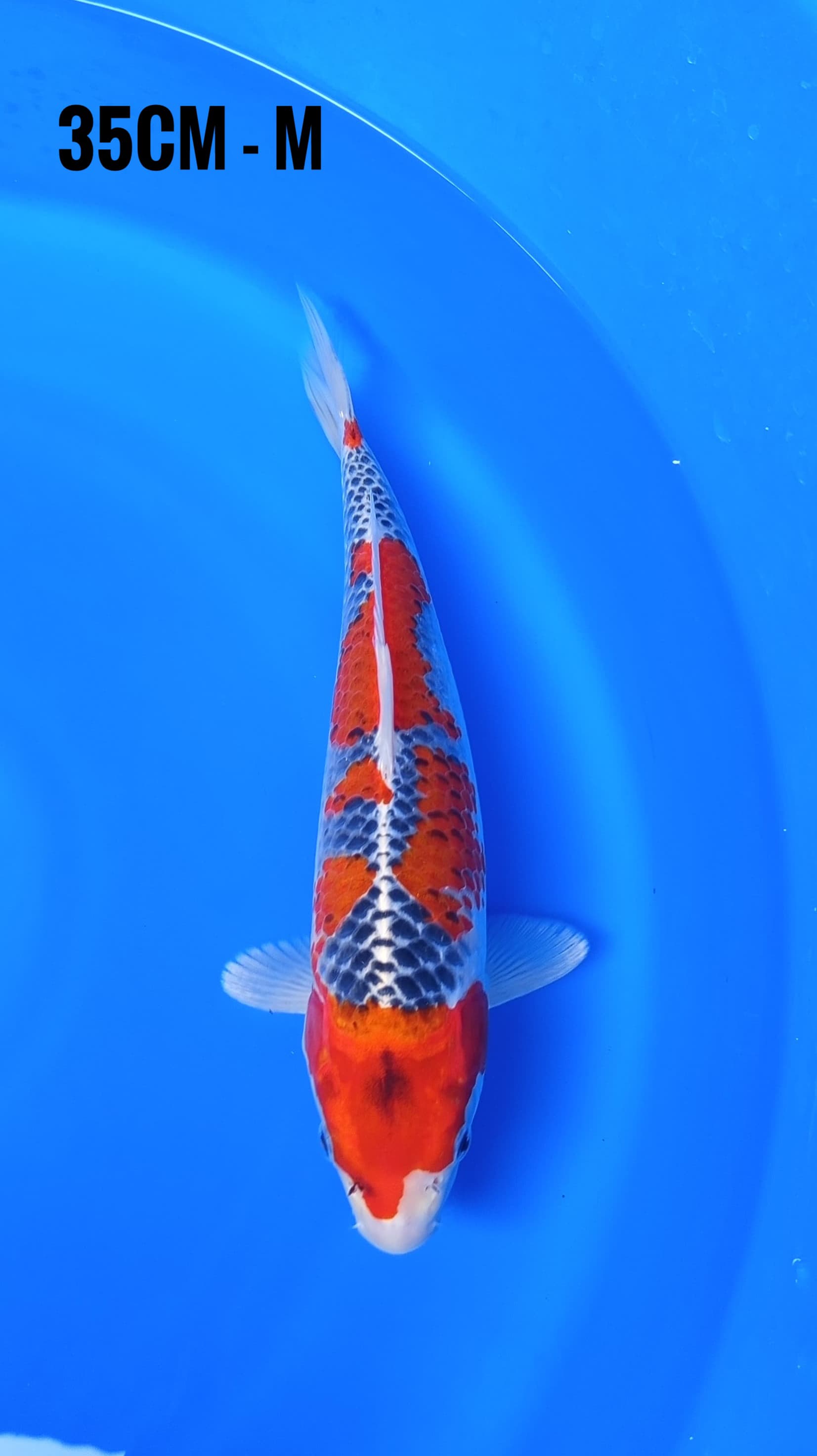 GOSHIKI STRONG 35cm