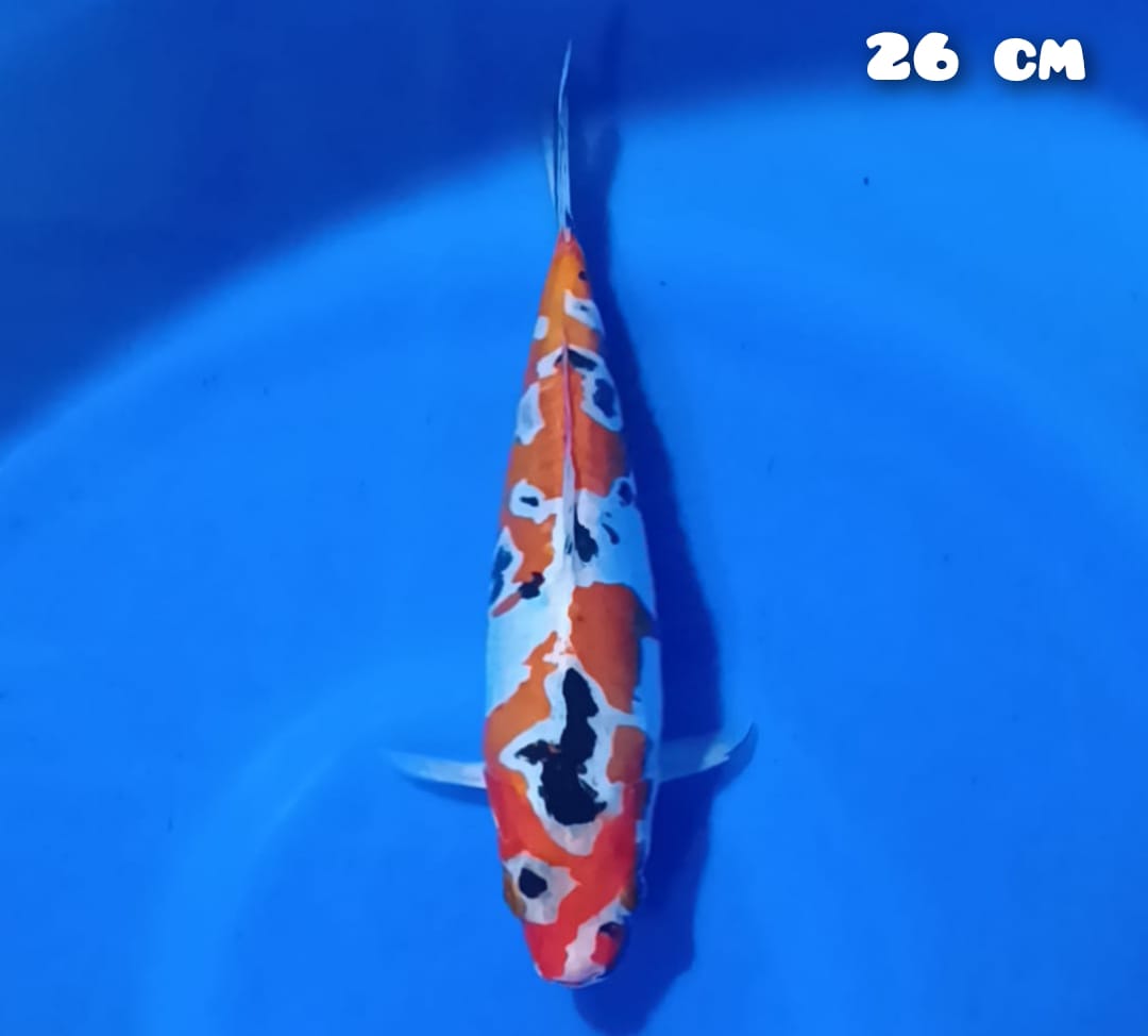DOITSU 26cm