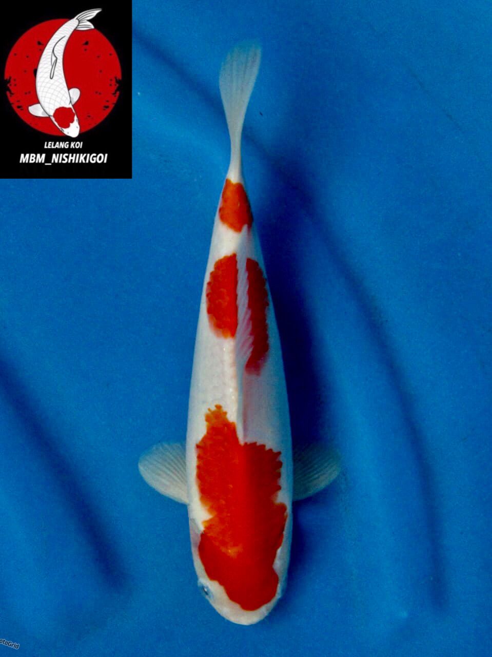 KOHAKU F1 SAKAI MALE 23cm