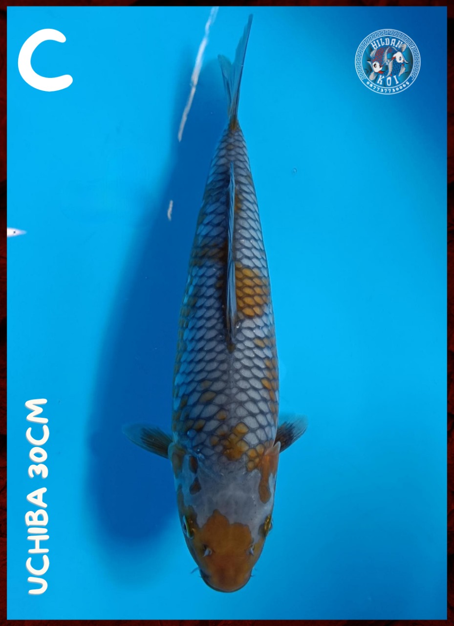 UCHIBA 30cm