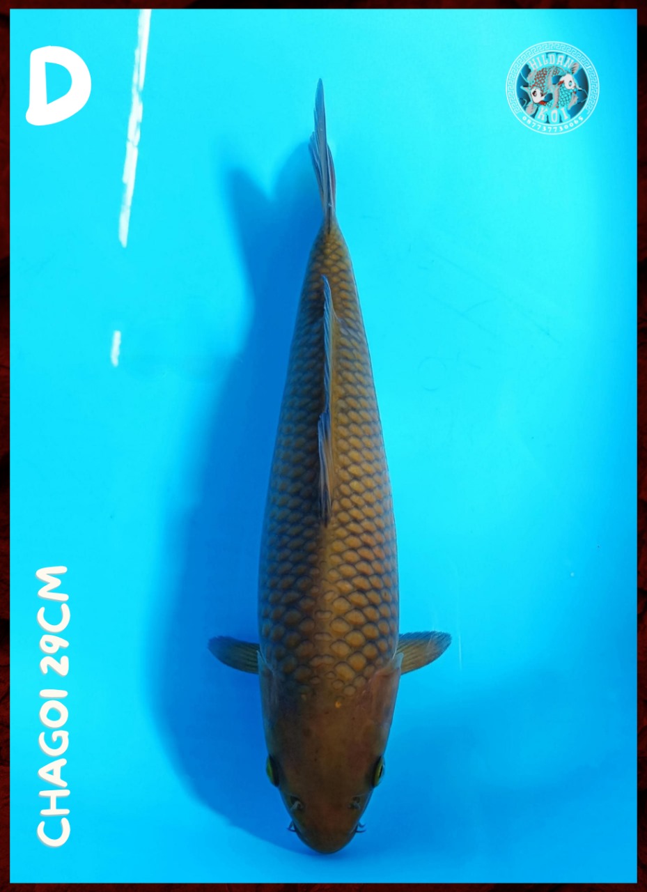 CHAGOI 29cm