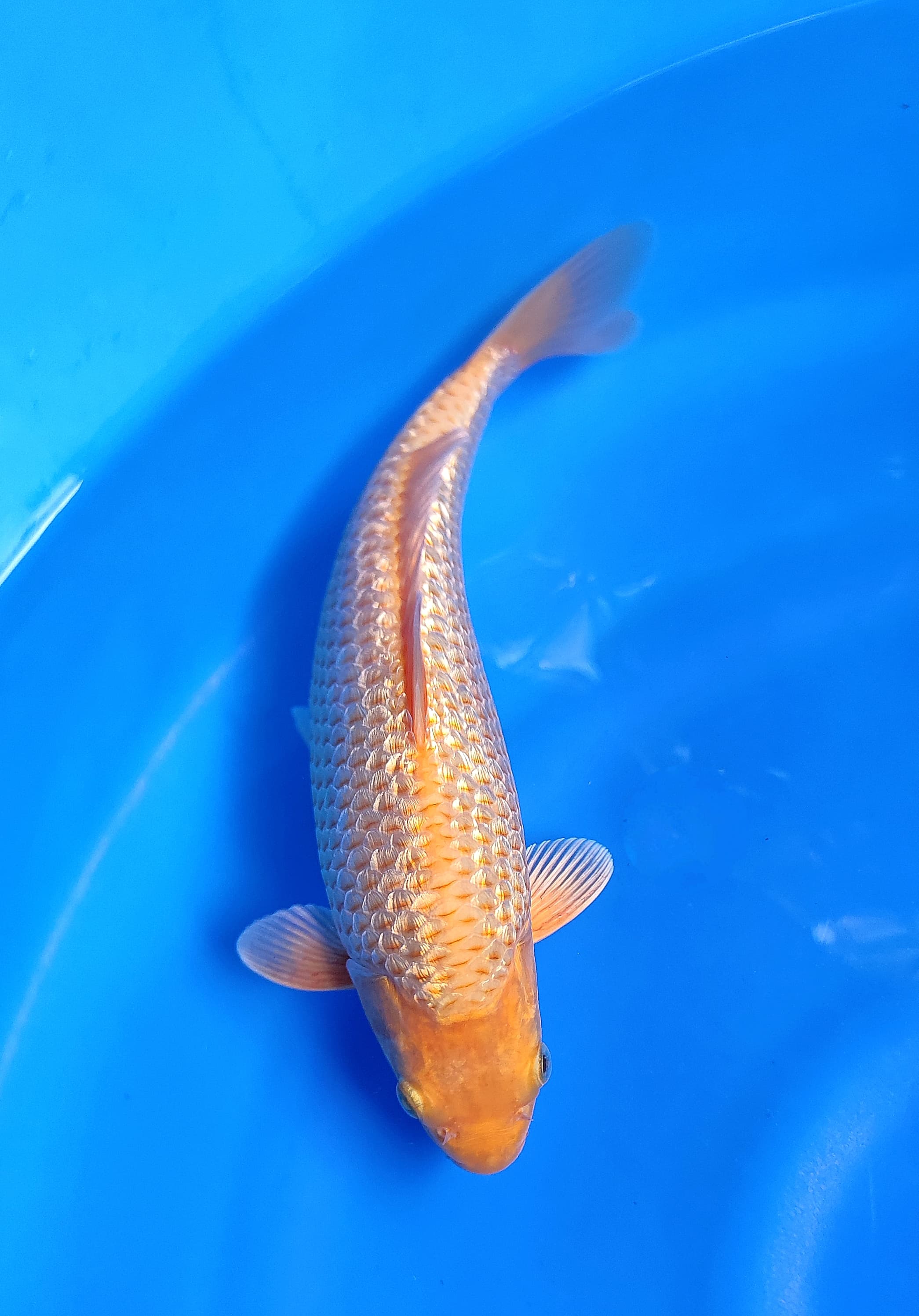 RED KARAMEL GINDRIN 27cm