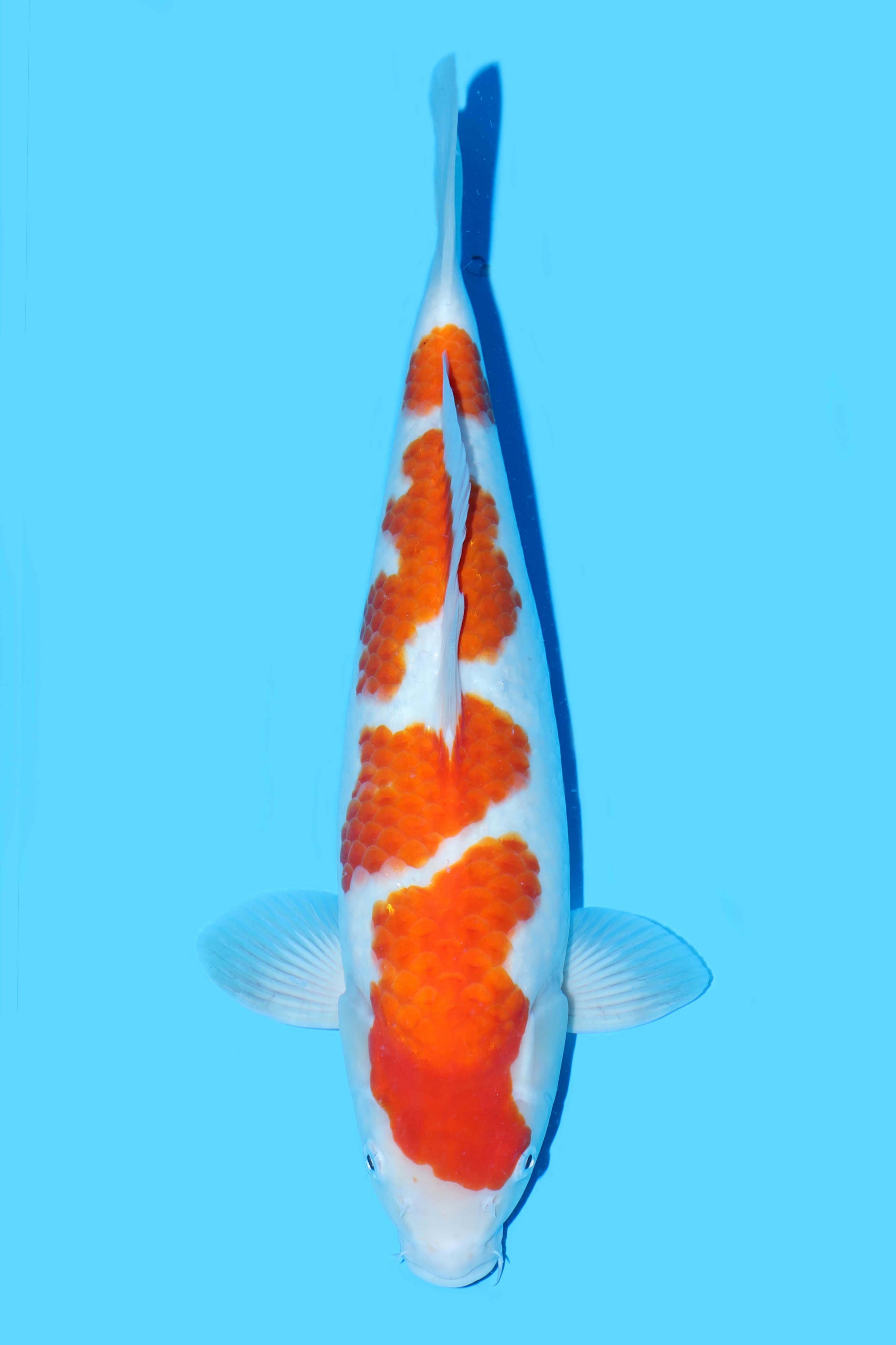 KOHAKU SQ 41cm