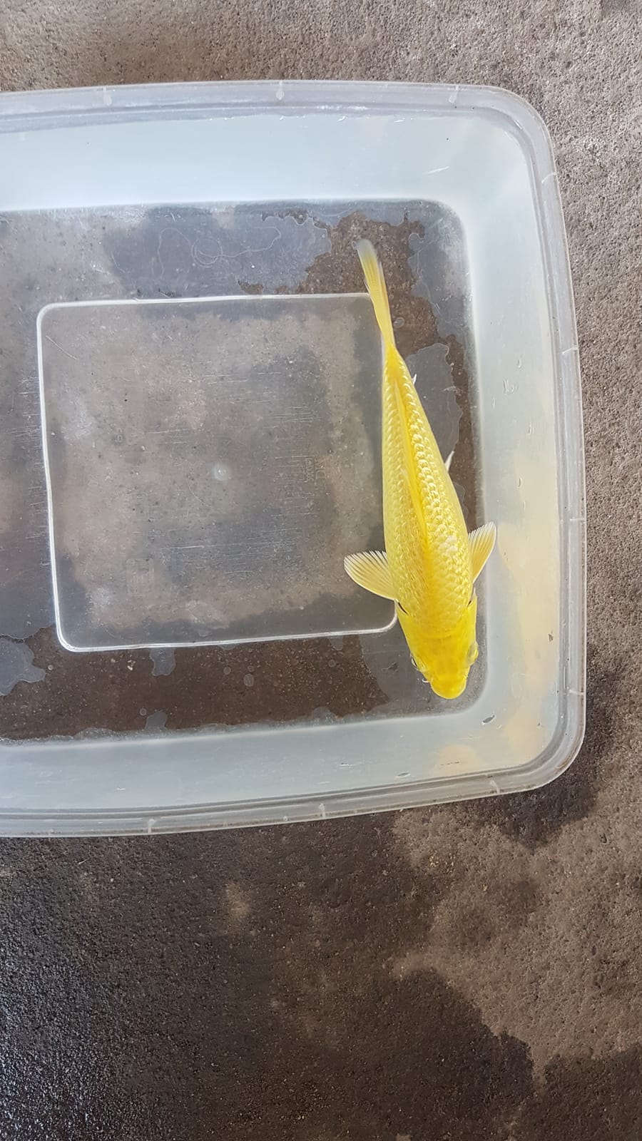 KARASI FUULL GINRIN SQ 15cm