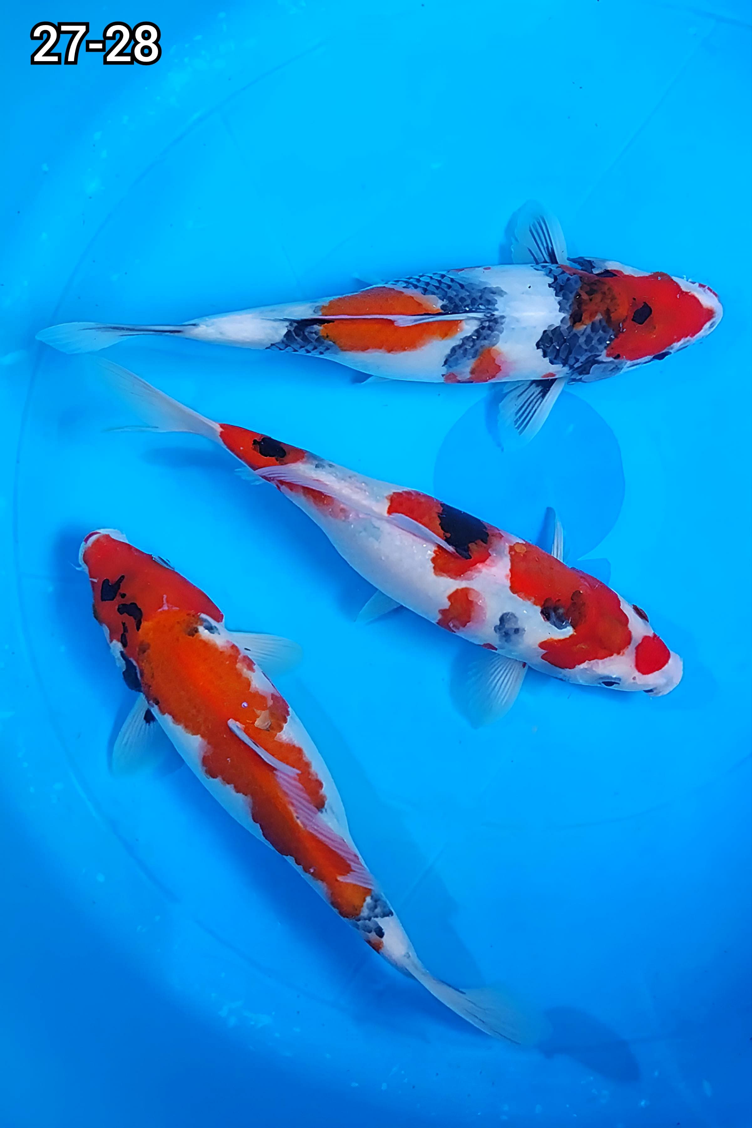 PAKET SHOWABULKY 3 EKOR 27cm 28cm