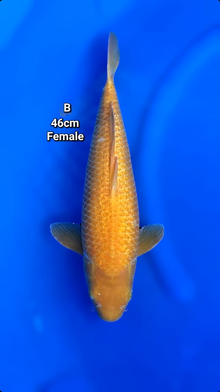 KARASI GINRIN 46cm