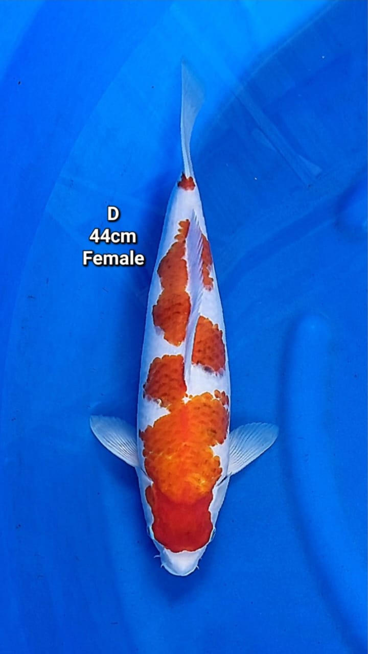AI GOTOMO 44cm