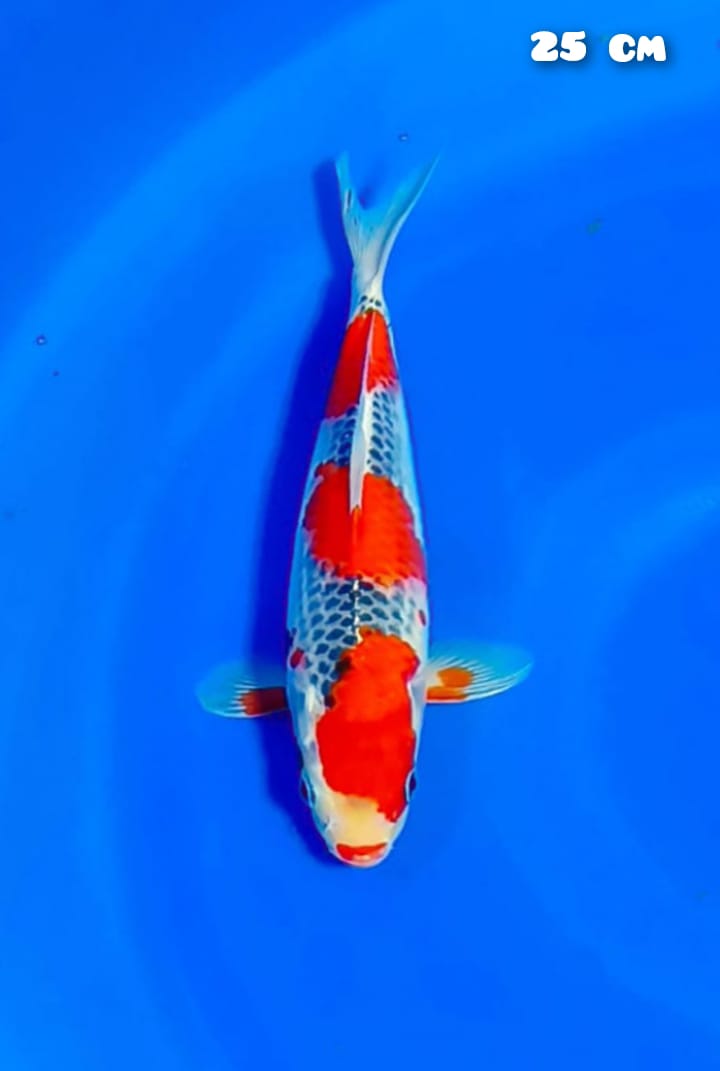 GHOSIKI 25cm