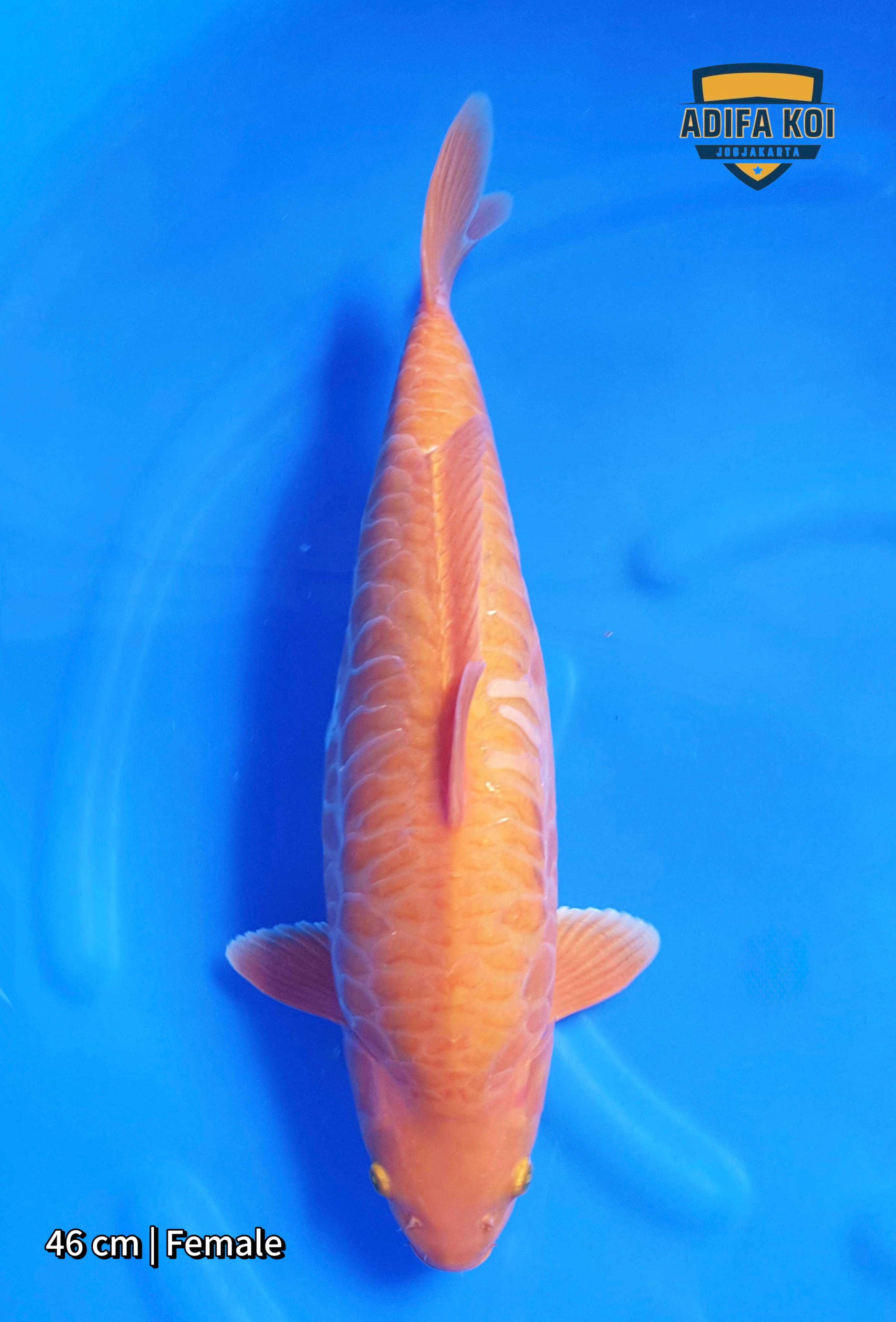 KARAMEL ARAGOKE 46cm