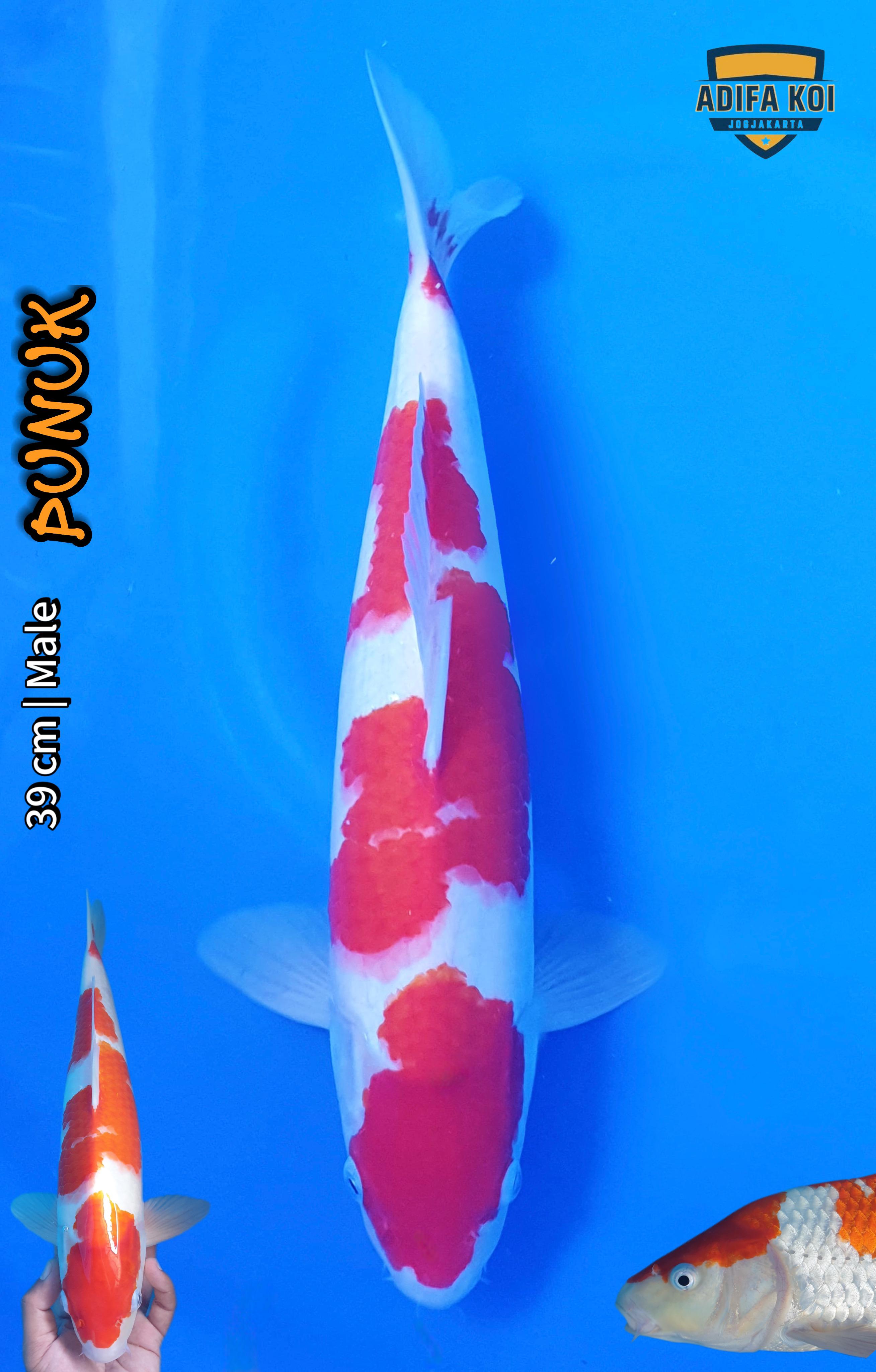 KOHAKU 39cm