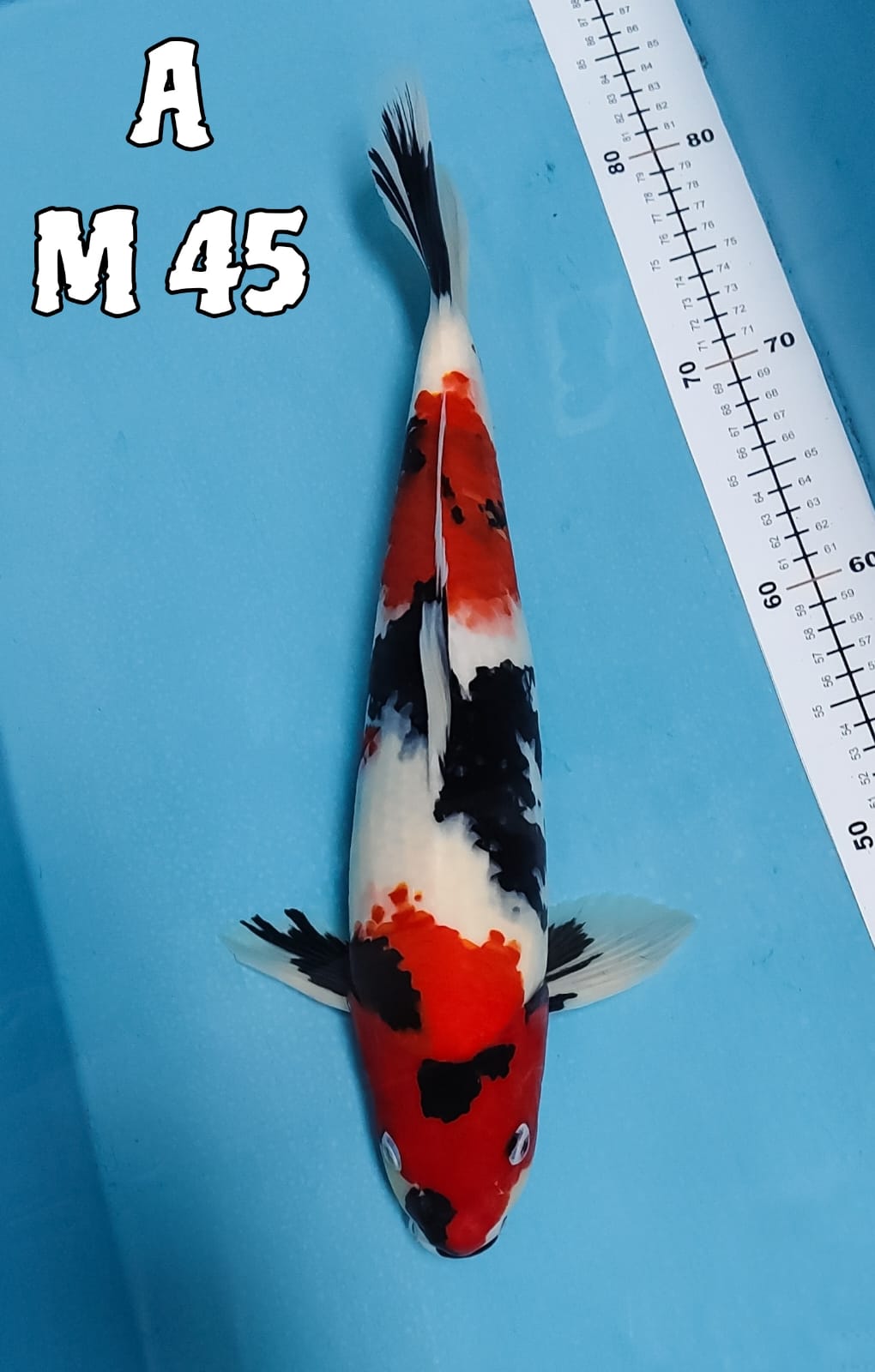 SHOWA 45cm