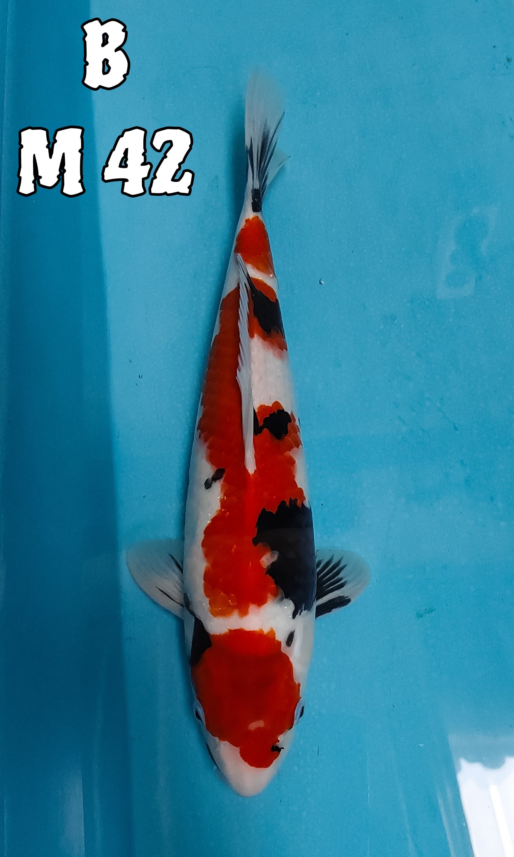 MARUTEN SHOWA 42cm