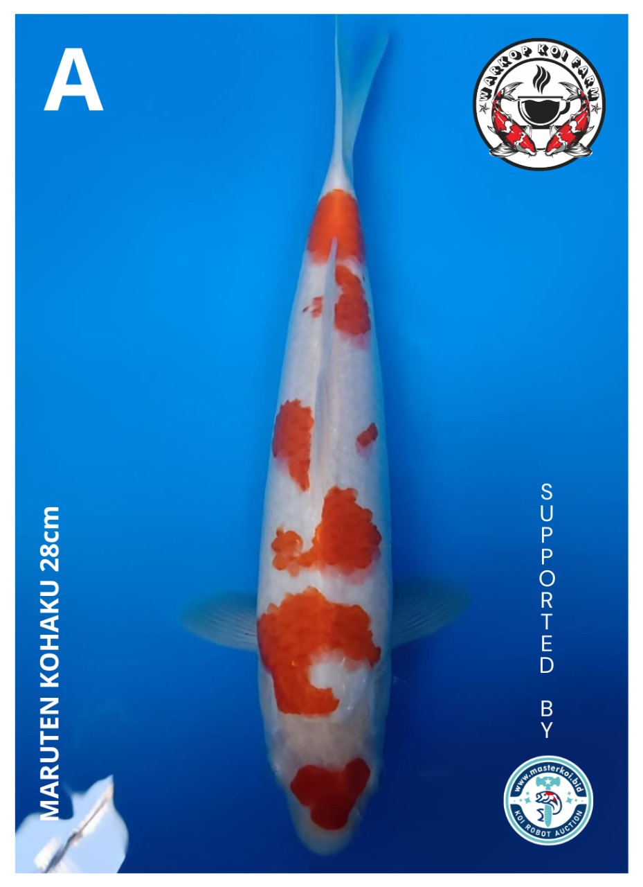 MARUTEN KOHAKU 28cm