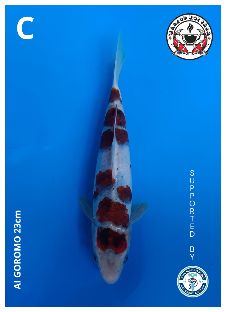 AI GOROMO 23cm