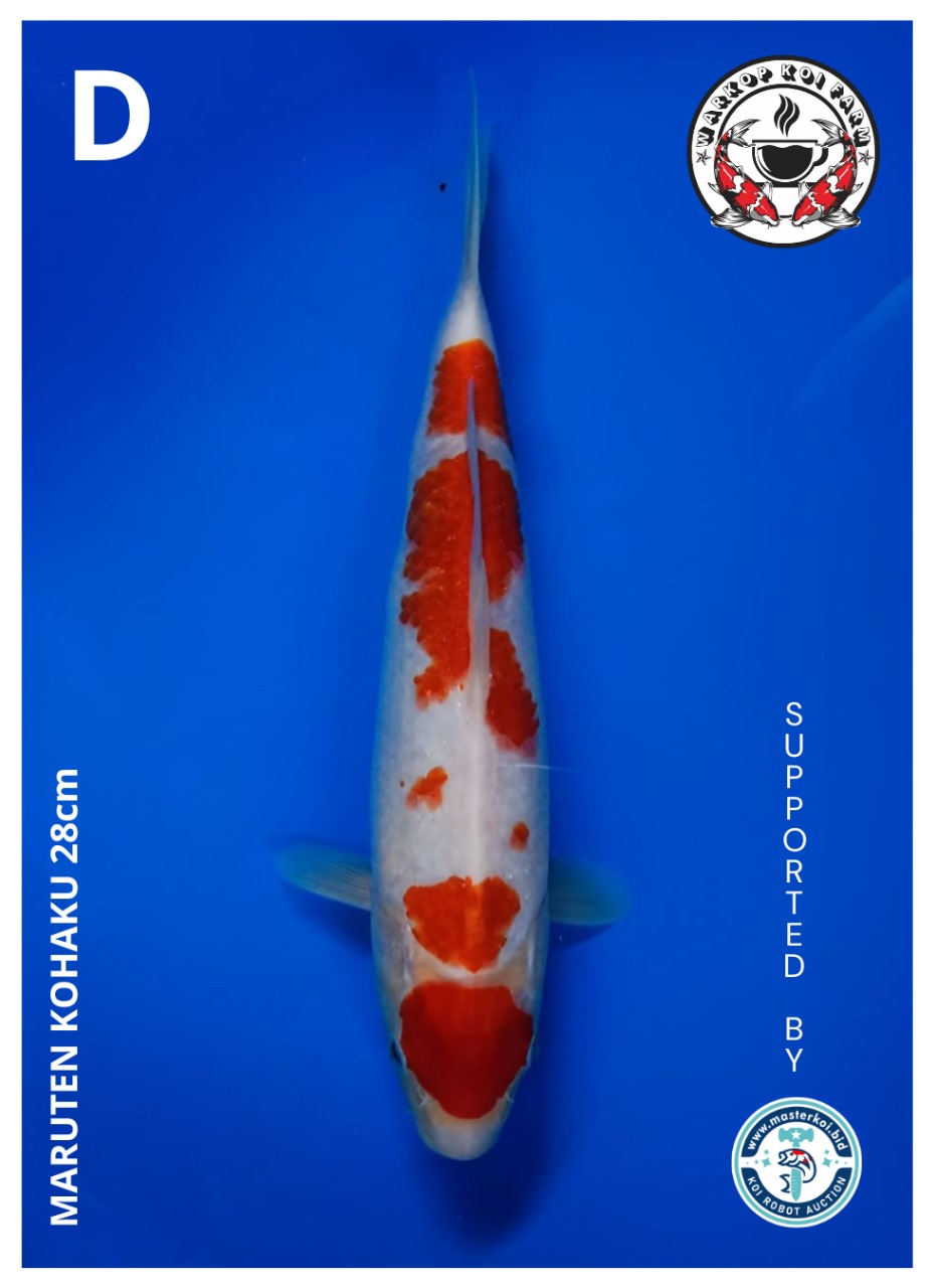 MARUTEN KOHAKU 28cm