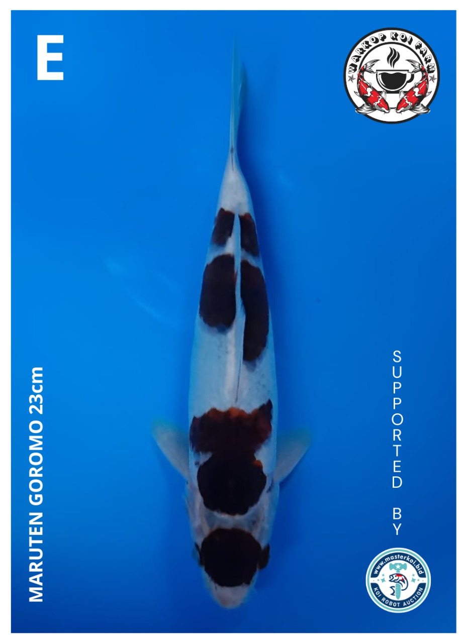 MARUTEN GOROMO 23cm