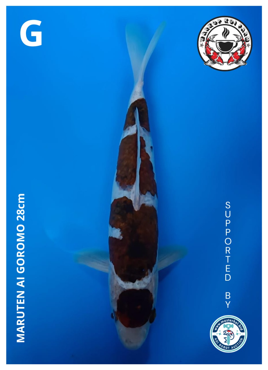 MARUTEN AI GOROMO 28cm