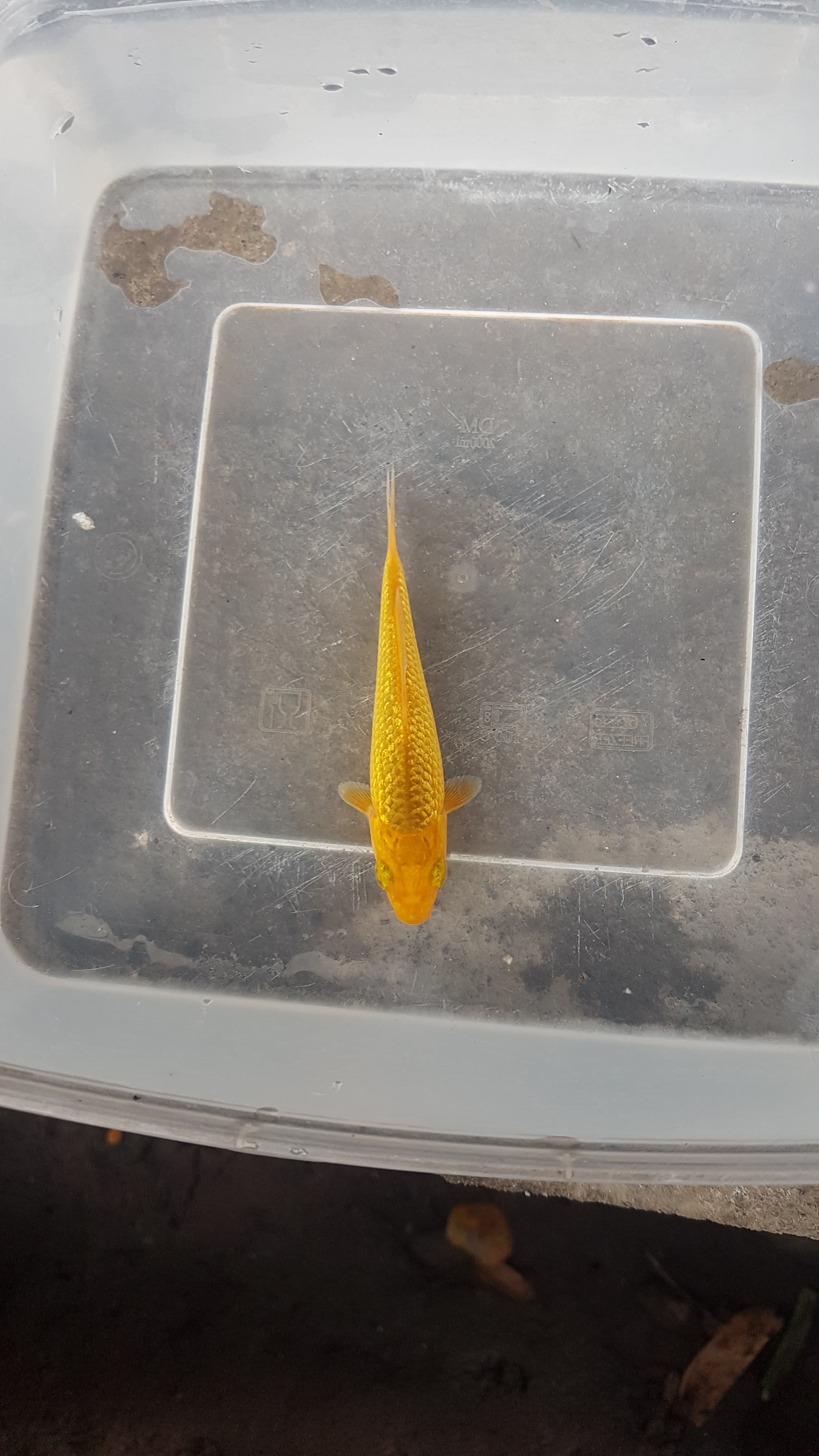 KARAMEL FUULL GINRIN SQ 10cm