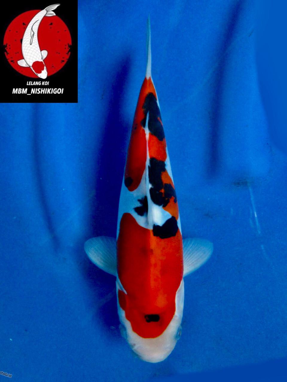 SANKE DOITSU MURNI F1 MALE 24cm