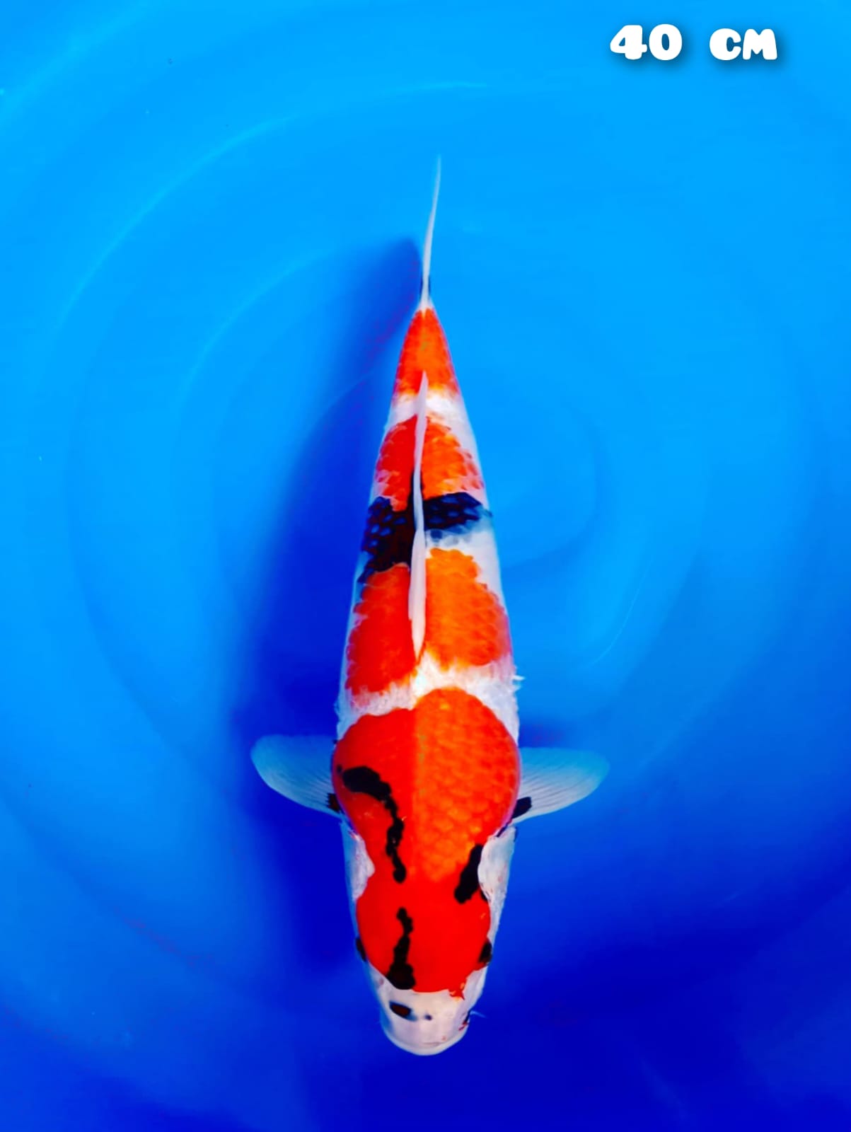 SHOWA 40cm