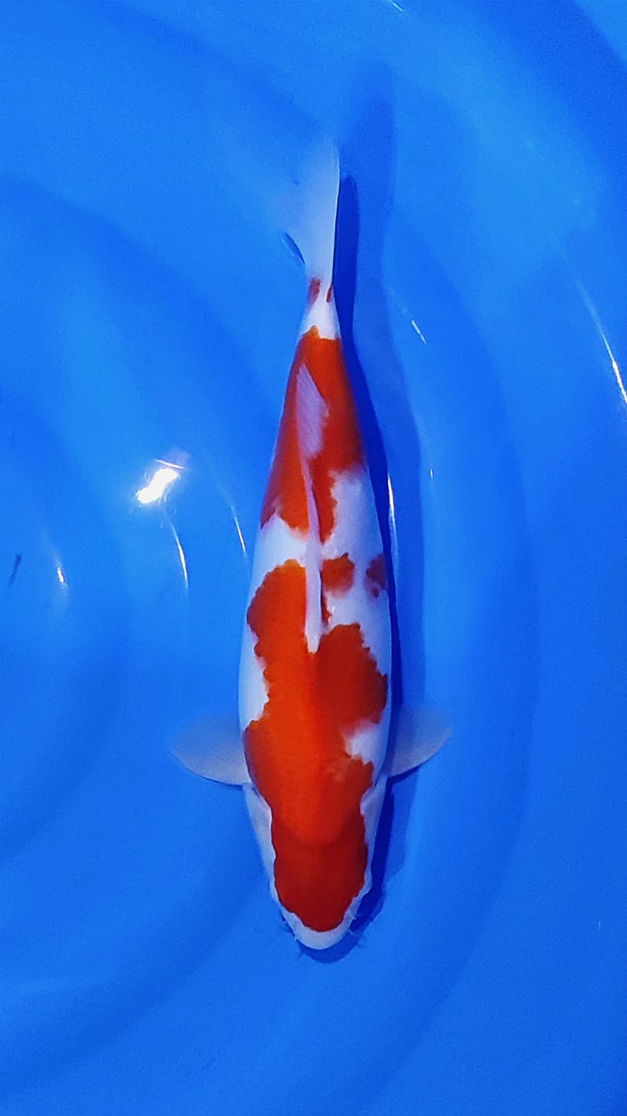 KOHAKU 40cm