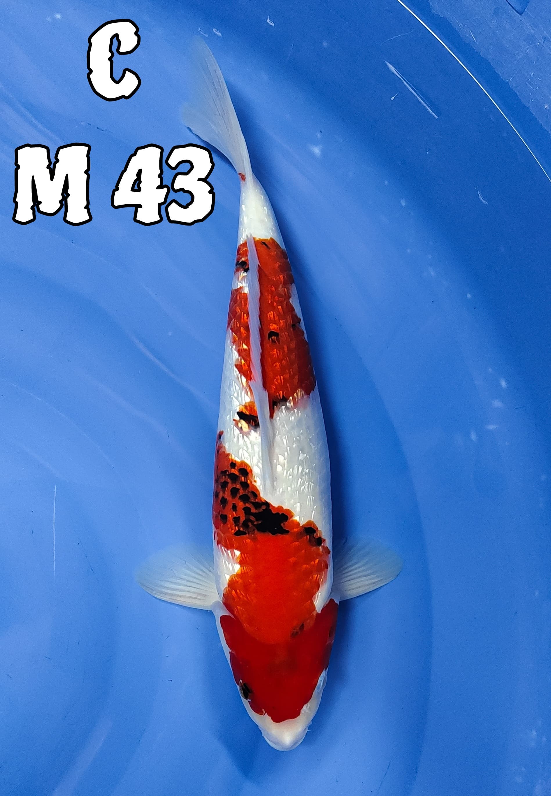 SHOWA GINRIN TATEGOI 44cm