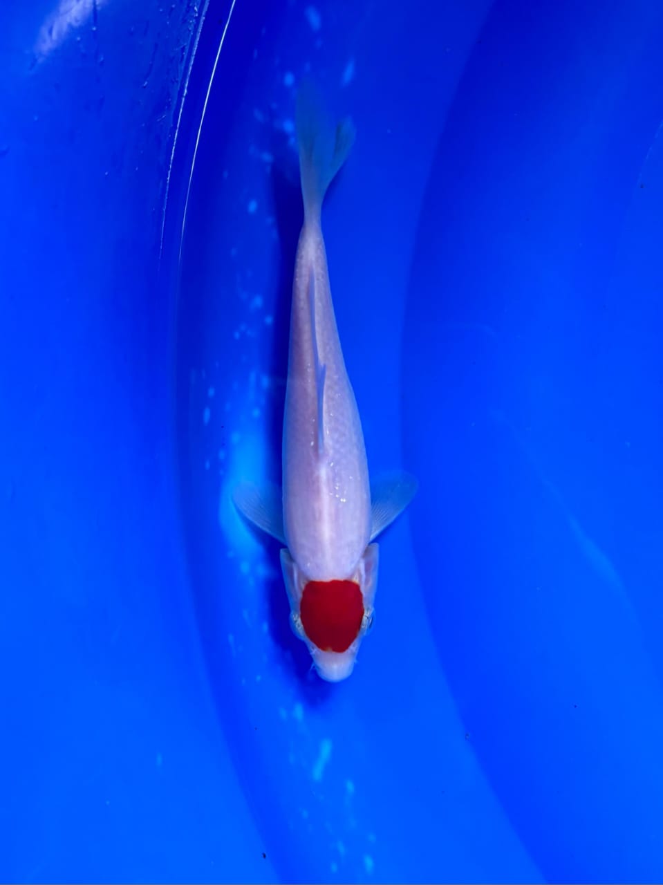 TANCHO SERTIFIKAT19cm