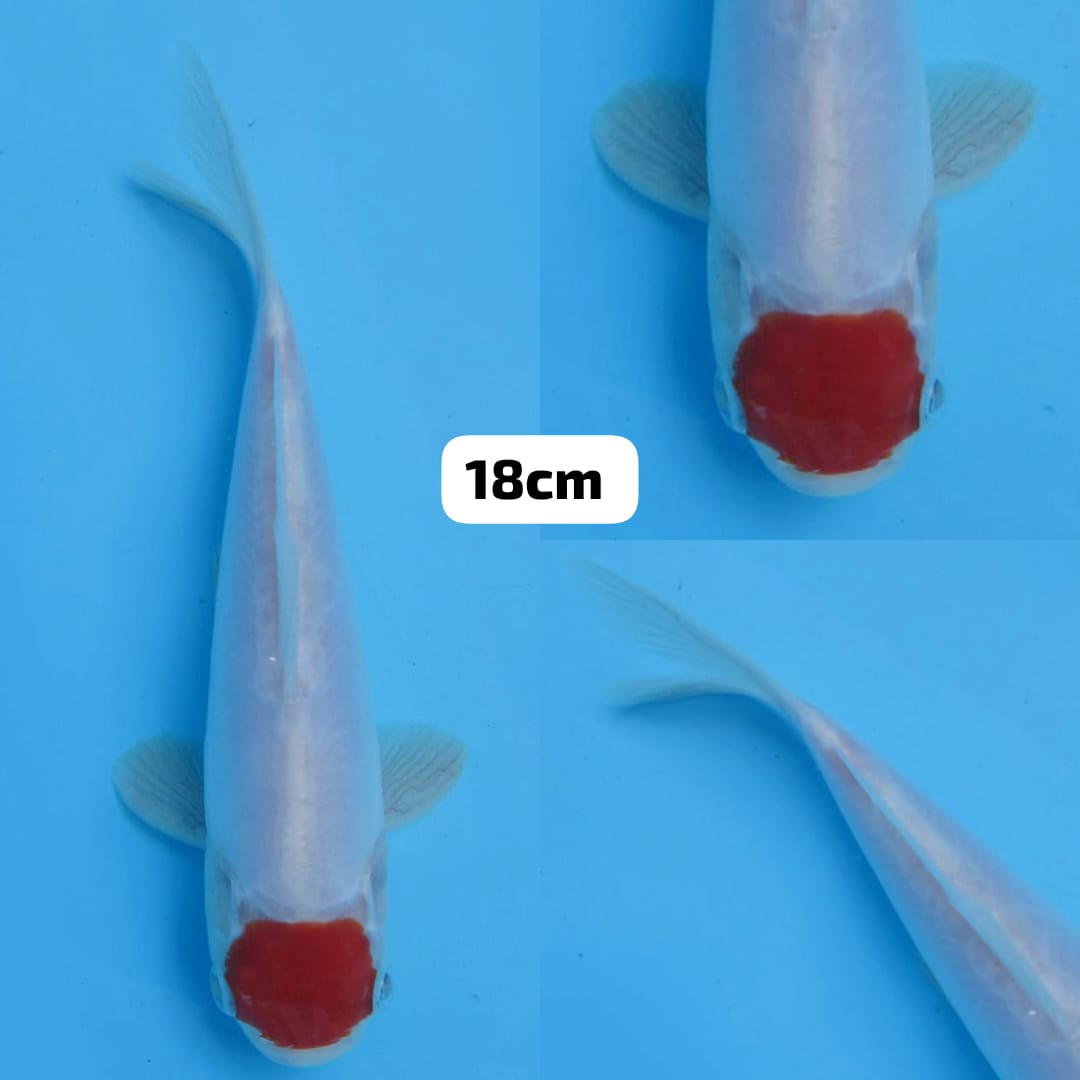 TANCHO DOITSU ORI 18cm