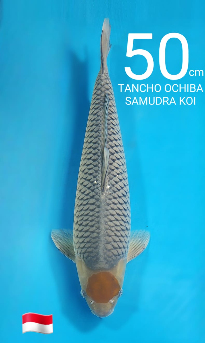SPECIAL TANCHO OCHIBA MALE 50cm
