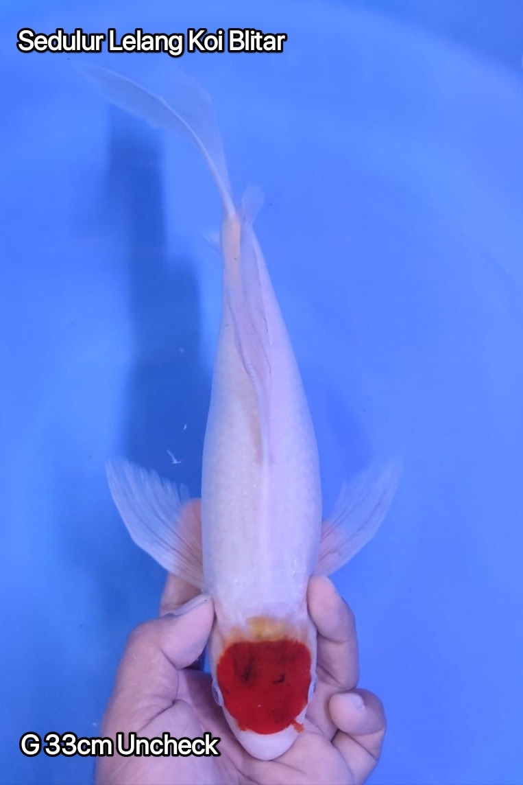 TANCHO AI GOROMOBUTTERFLY 33cm