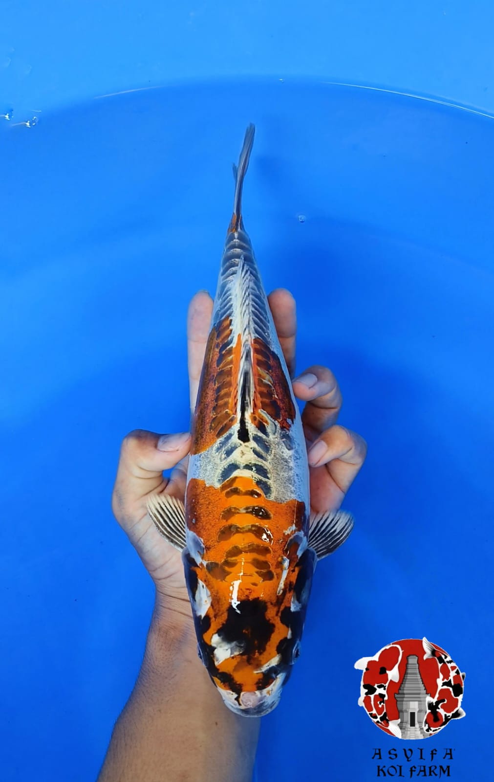 KIKO FEMALE 34cm