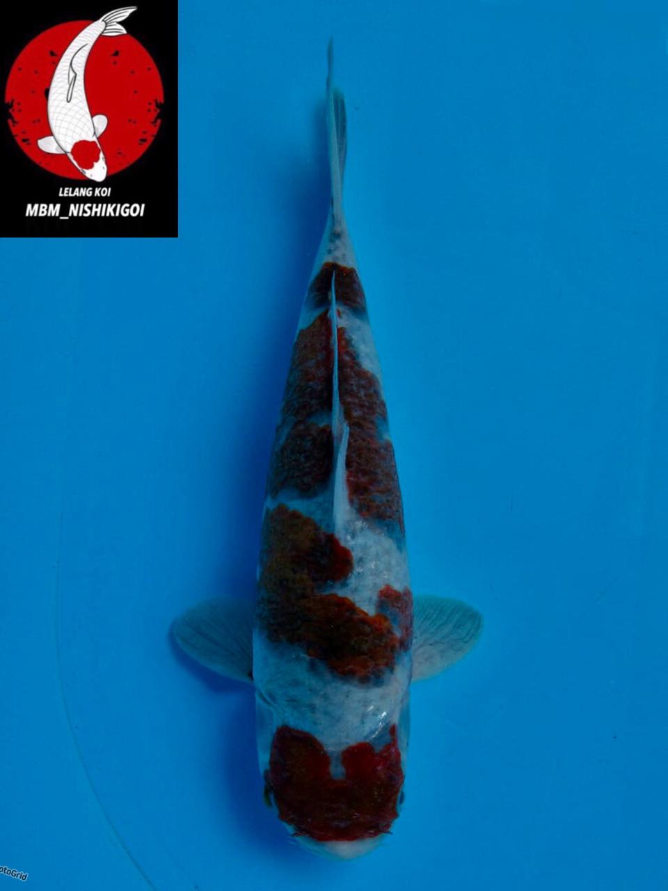 GORMO MARUTEN ORI F1 MARUSAI MALE 27cm