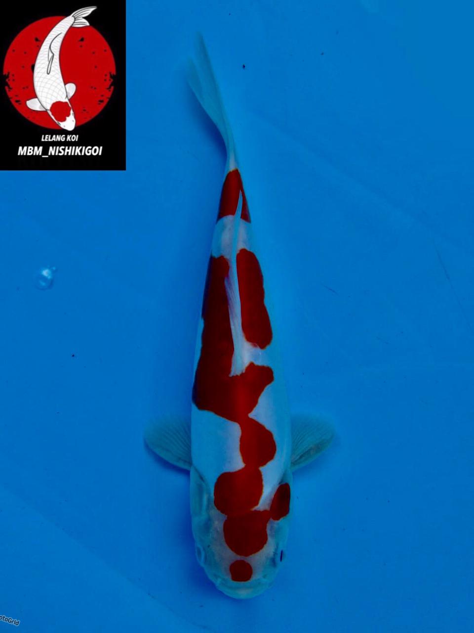 KOHAKU DOITSU MURNI BERSIH ORI MALE 24cm