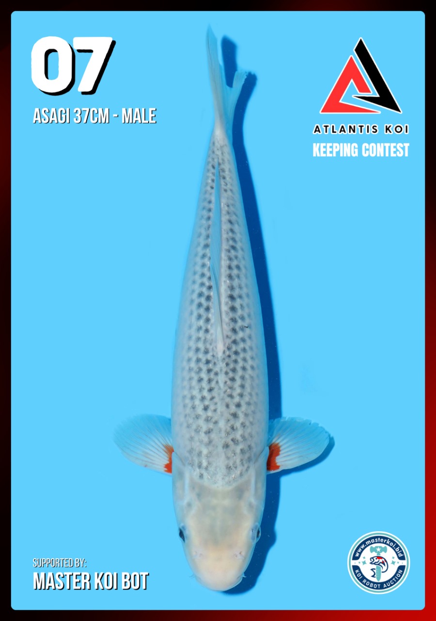 ASAGI 37cm