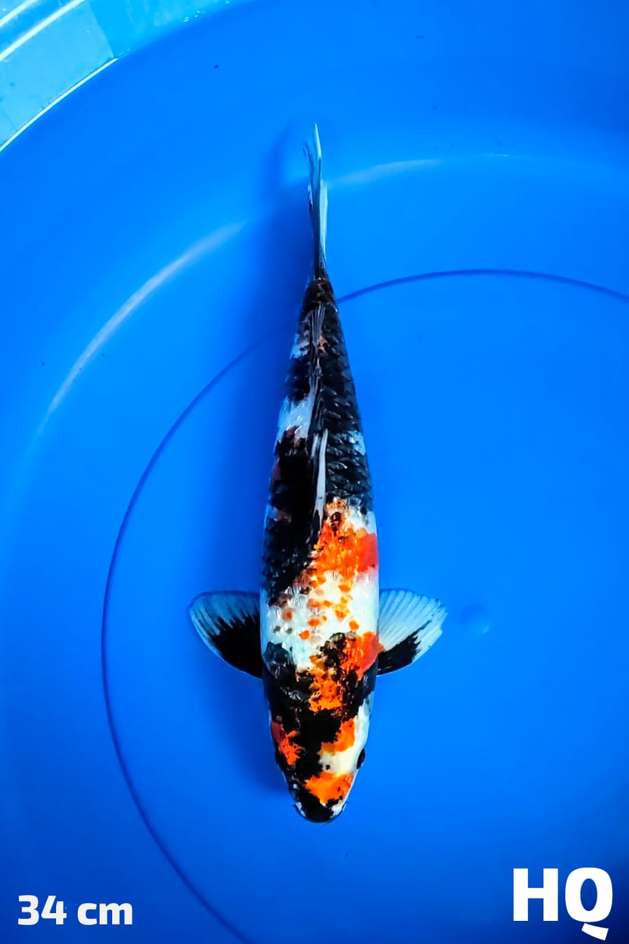 SHOWA GINRIN HQ 34cm