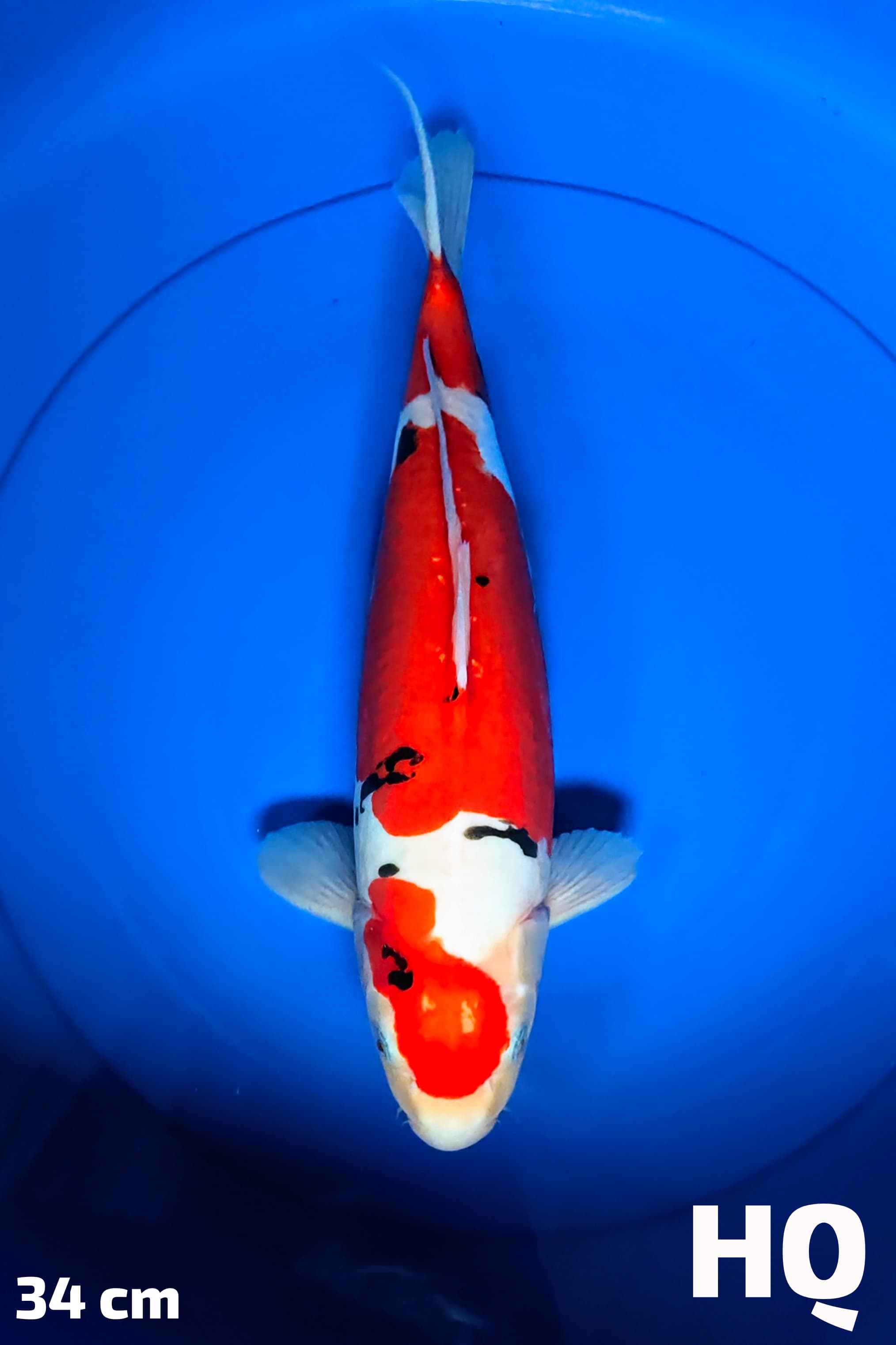 SANKE DOITSU HQ 34cm